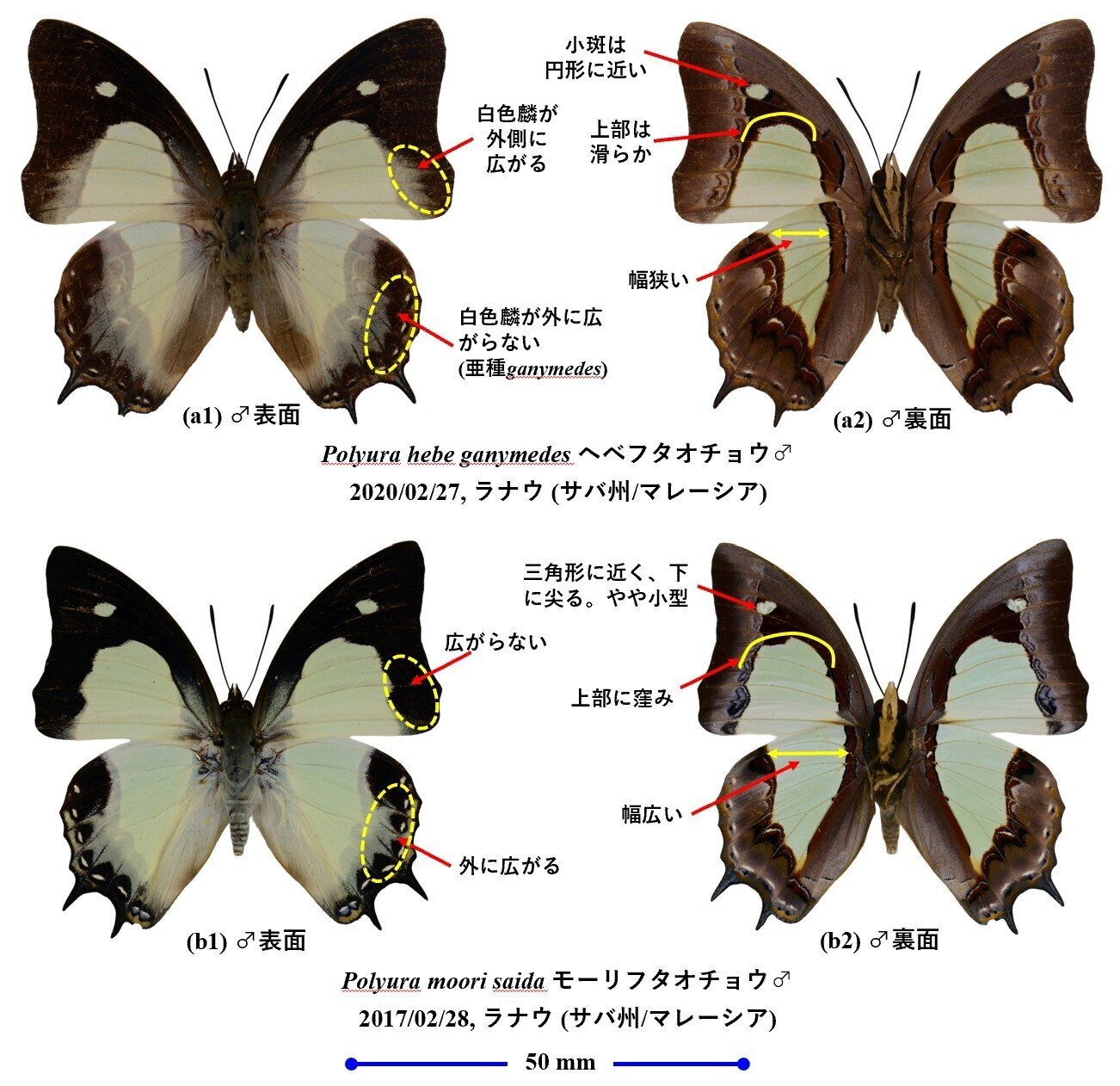 東南アジアの蝶完全ガイド--前提事項2： 種の同定と生息状況