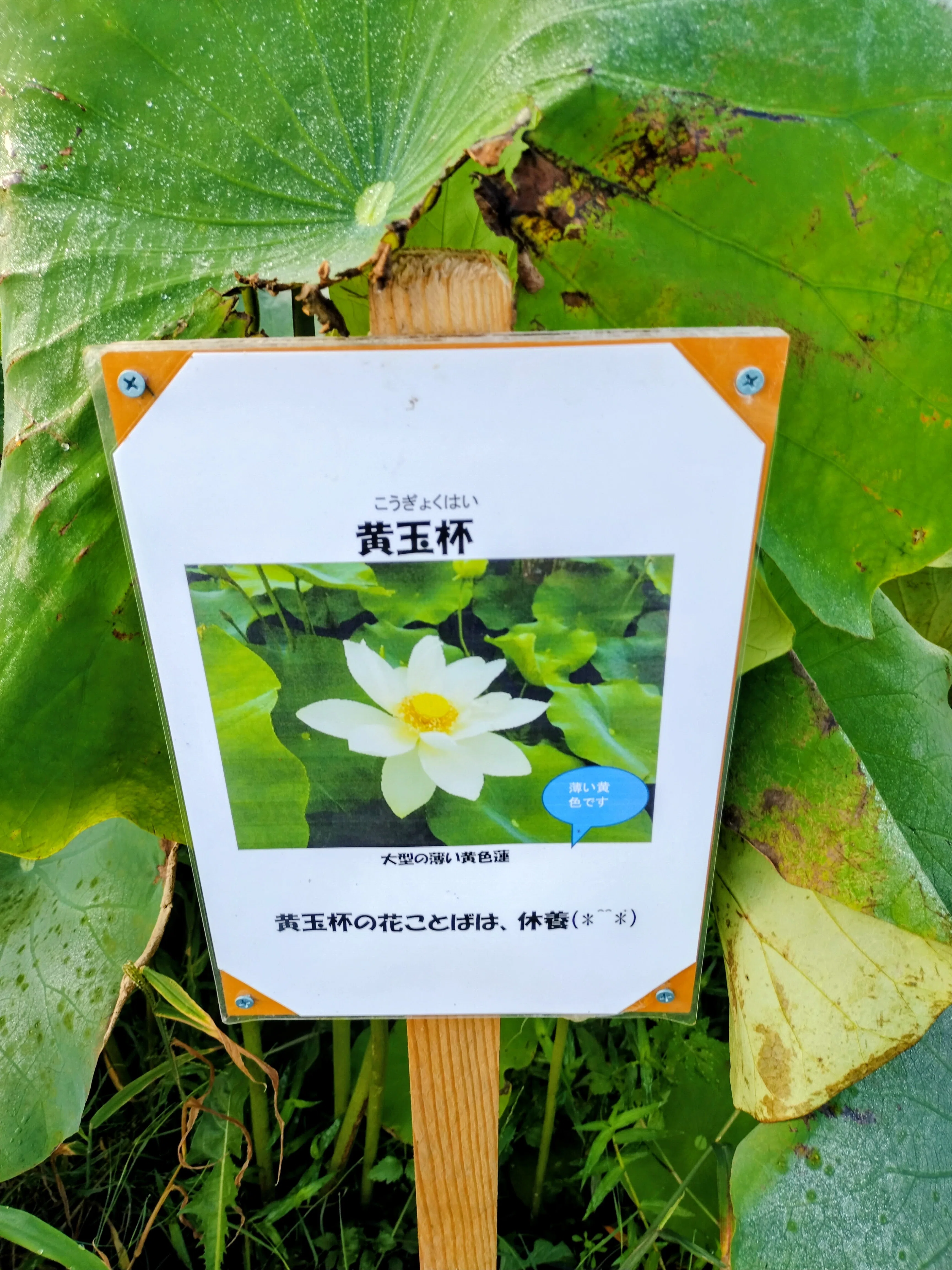 A Summer Paradise Found at the Rainbow Lotus Garden with Mount