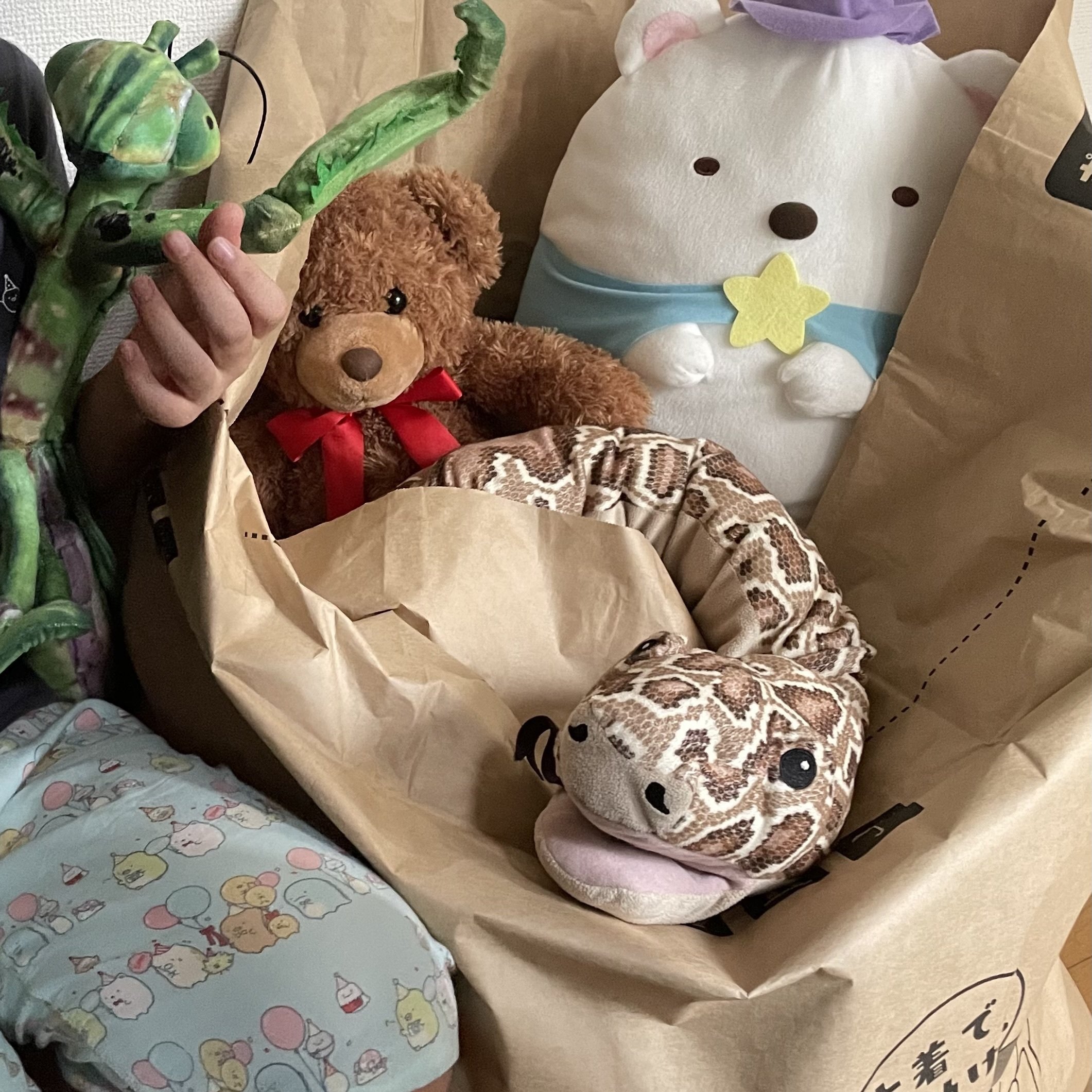 断捨離ねこ 被災地からきた「ヴィエノワ」のお話 | ネコリパブリック｜日本の猫の