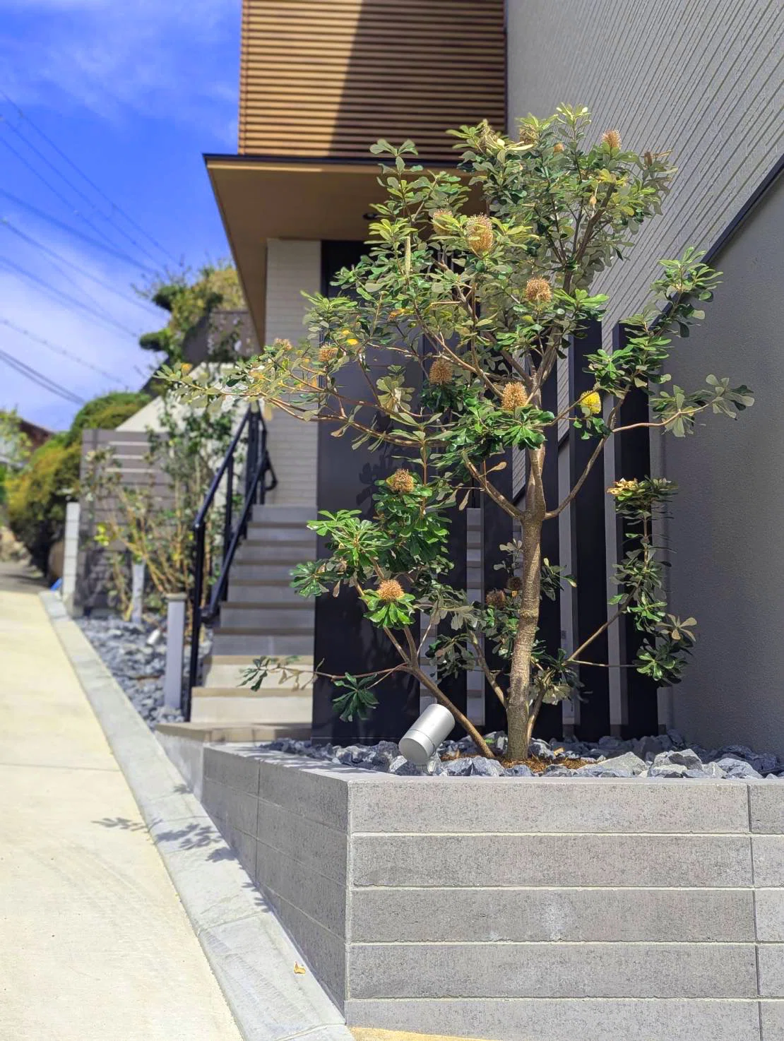 7 シンボルツリー、地植えと鉢植えどっちがいいの？｜theFarmGARDEN大阪