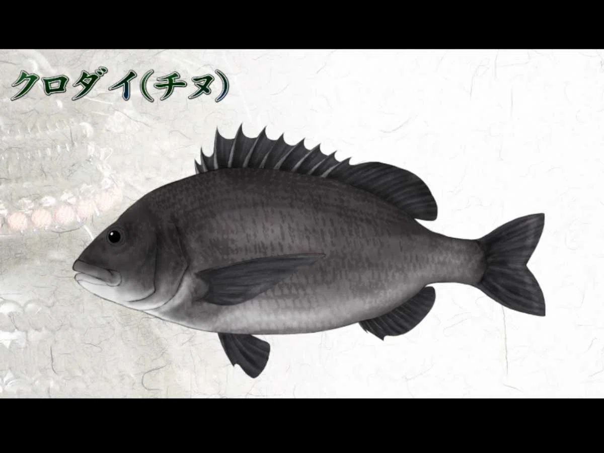 Professional anglers are truly amazing! Shore fishing expert