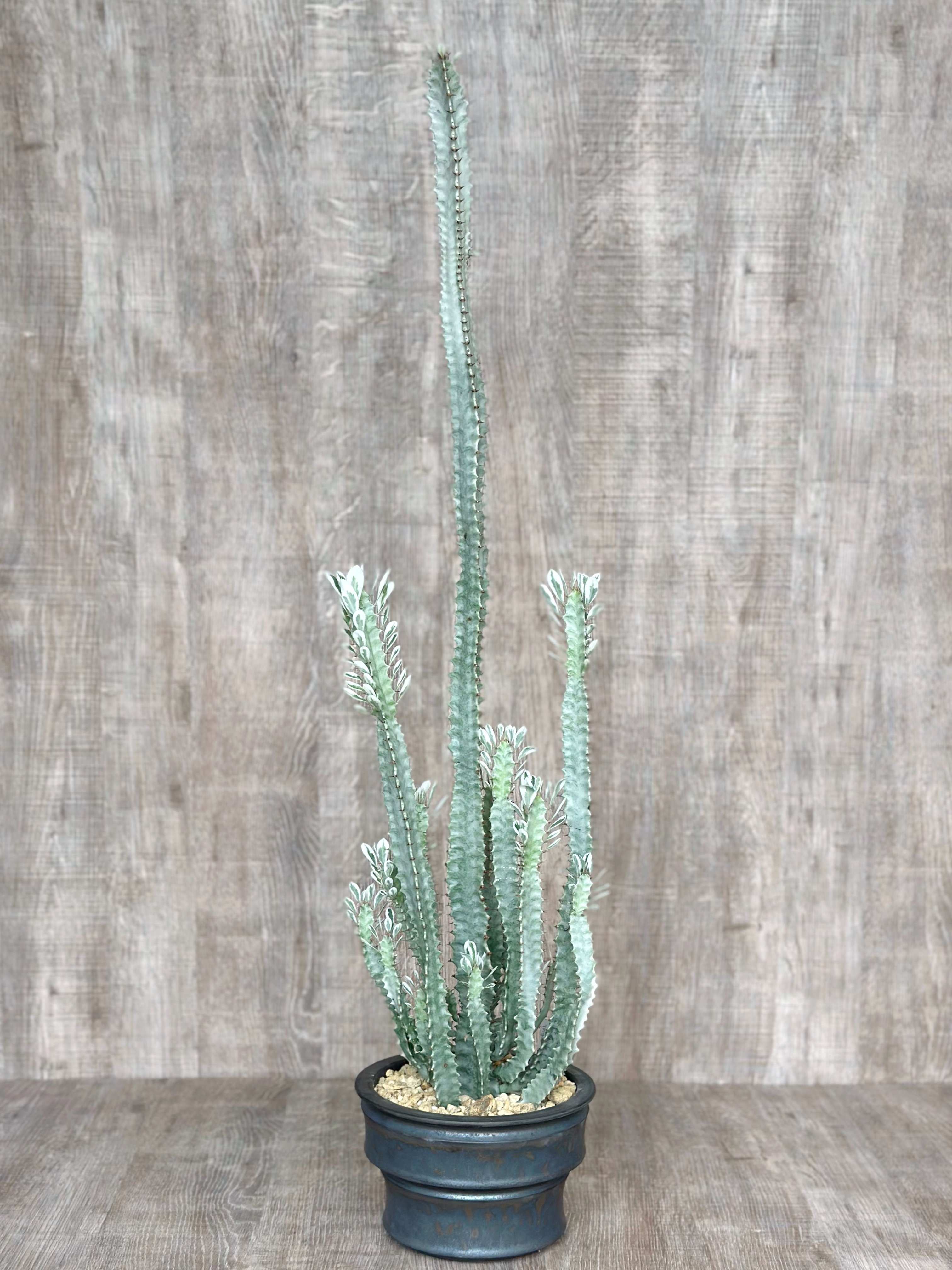 ユーフォルビア　色々 ユーフォルビア色々 ＃2｜暇人