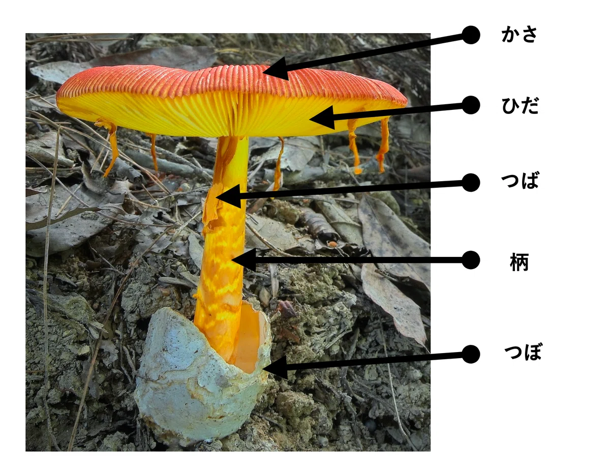 キノコの鑑別方法 その3-1(かさ裏)|ゆたし