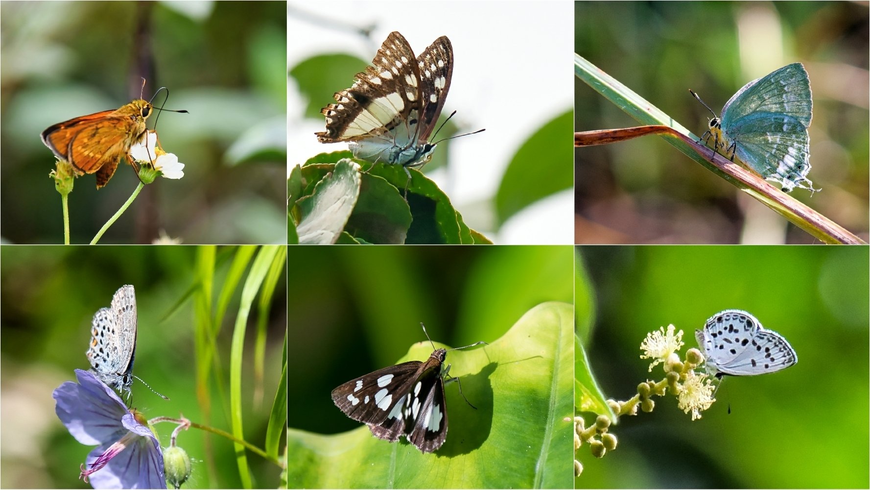 イチョウページ イチョウ葉エキス GBE-24 バランスターWZ フタアミン 2H2D