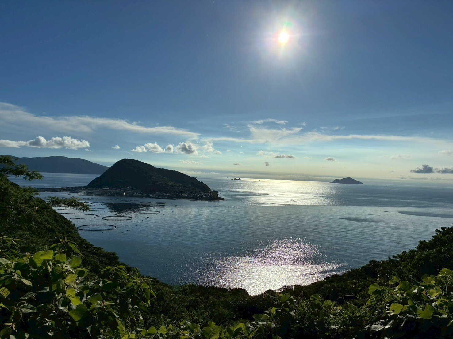 サンゴ遠征 vol.5｜高知県柏島で