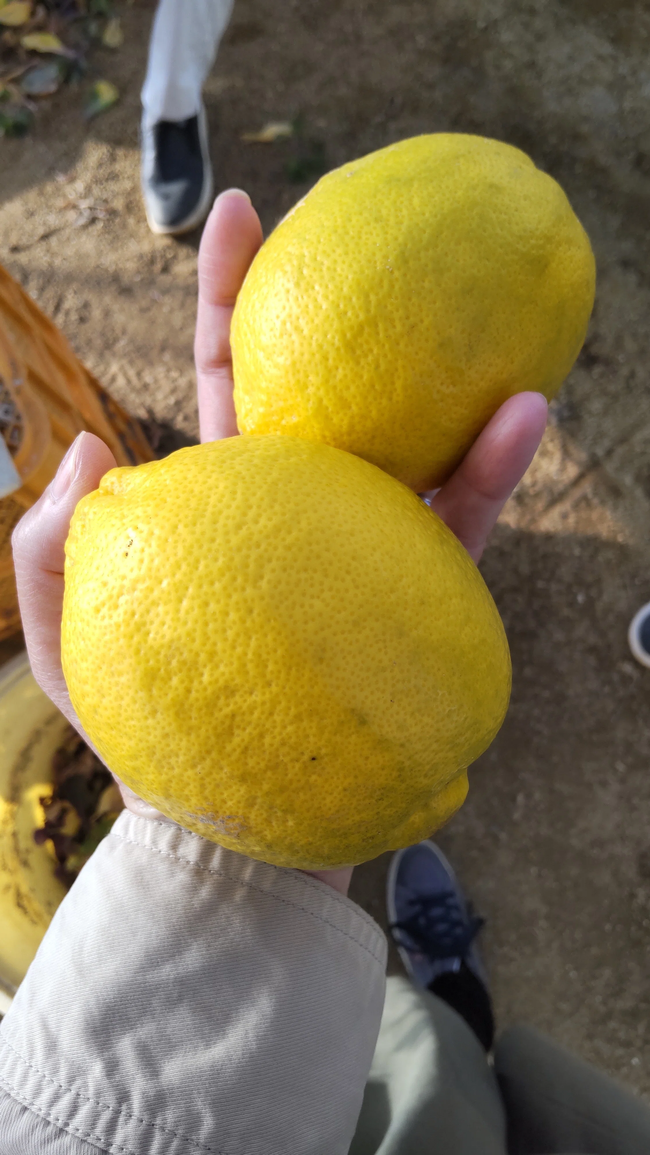 Weekend Farmer Side Hustle: Lemon Edition｜河内農園