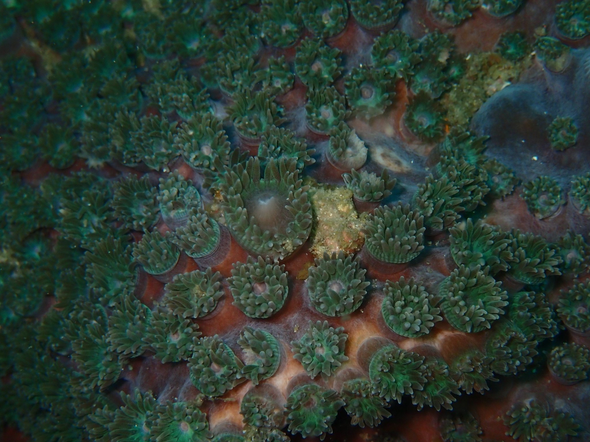 サンゴ遠征 vol.5｜高知県柏島で