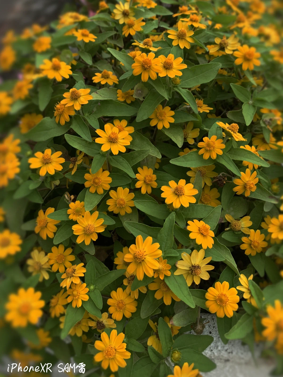 Smartphone Photos 80｜SAM 雷