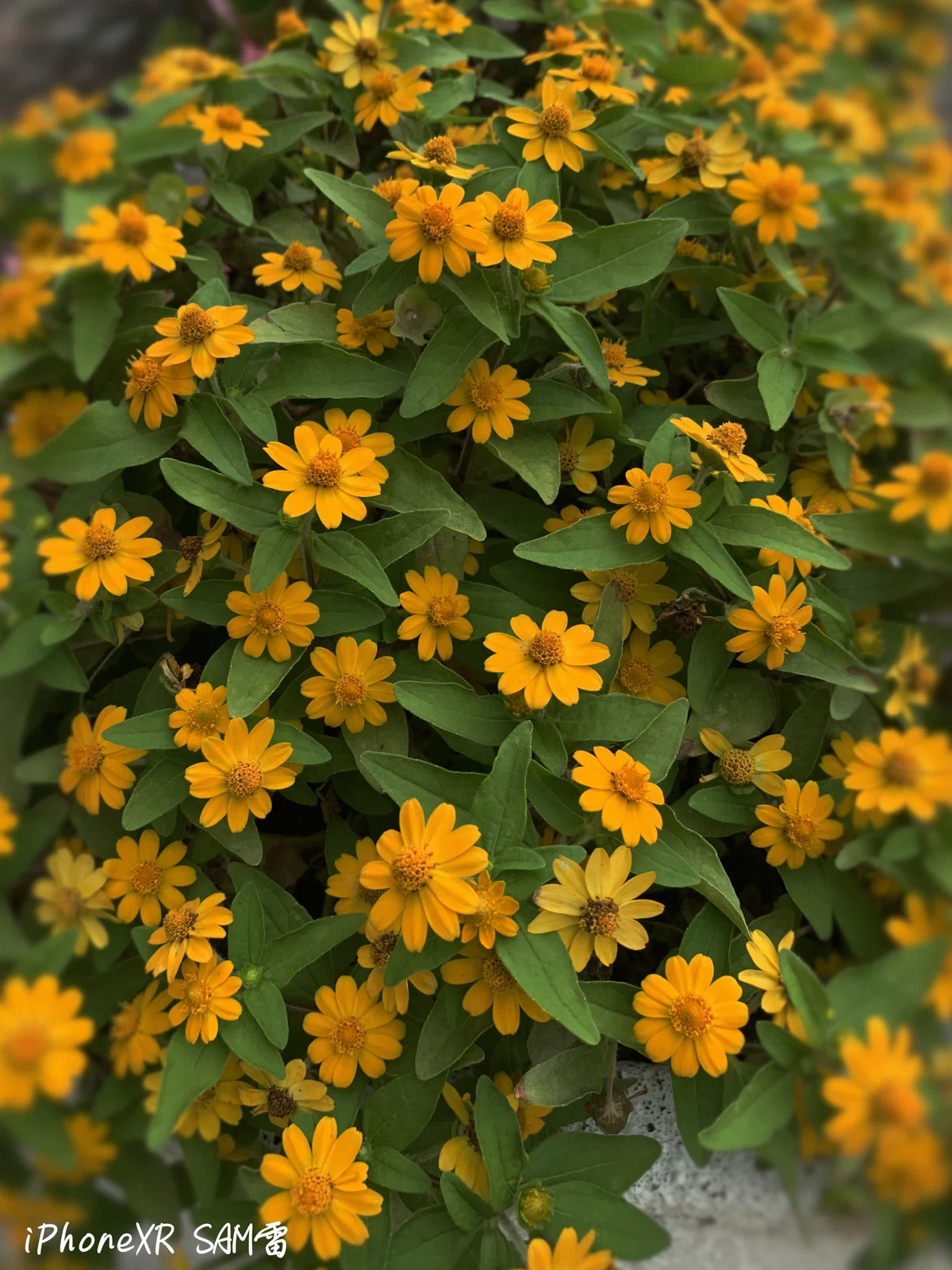 Smartphone Photos 80｜SAM 雷