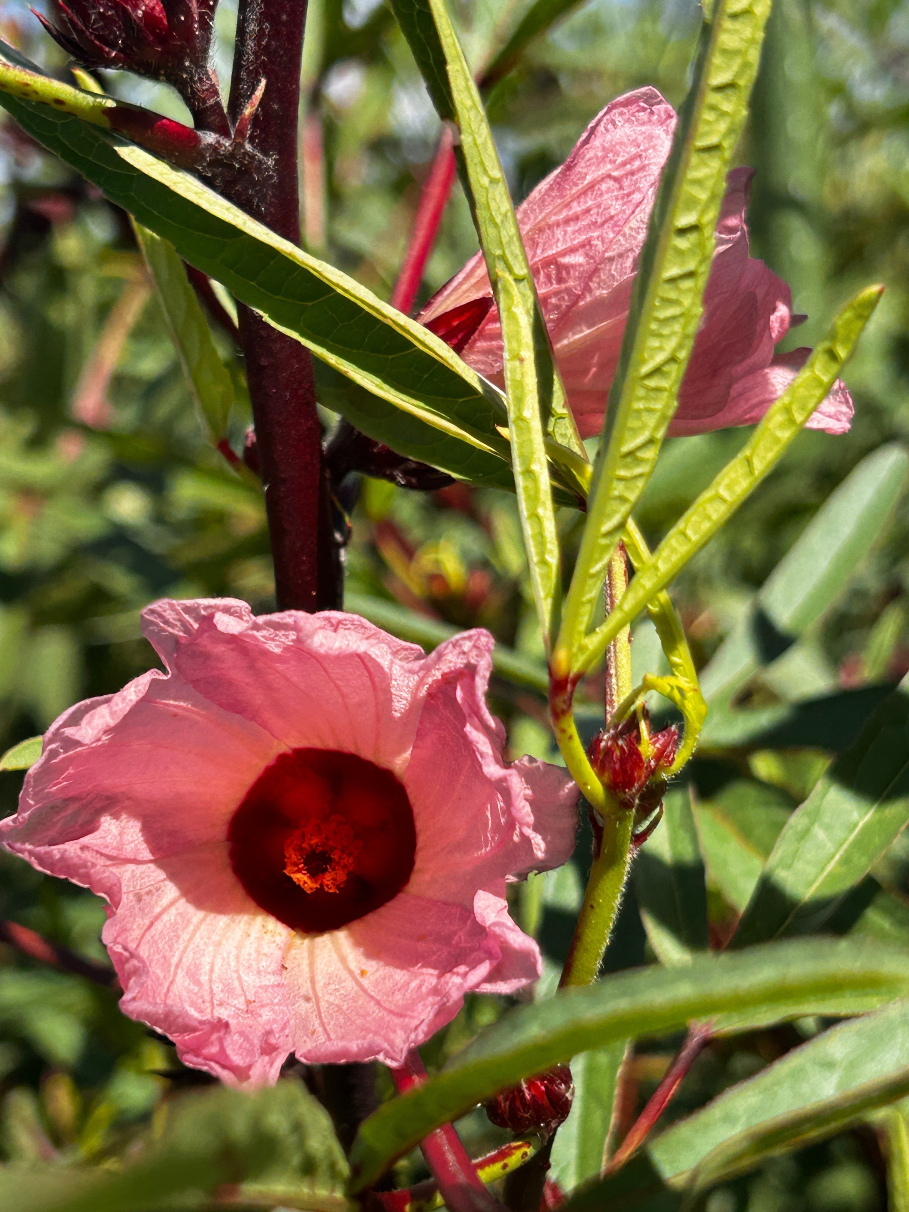 ハイビスカスの花のストローとトロピカルなプラムの葉でハワイアン・ルアウパーティーにTUPARKA 12パックココナッツカップアロハ・トロピカル・パーティー・ Fun Express ハイビスカスフラワーストロー 夏用 パーティー用品 ドリンクウェア ストロー 夏用 12本