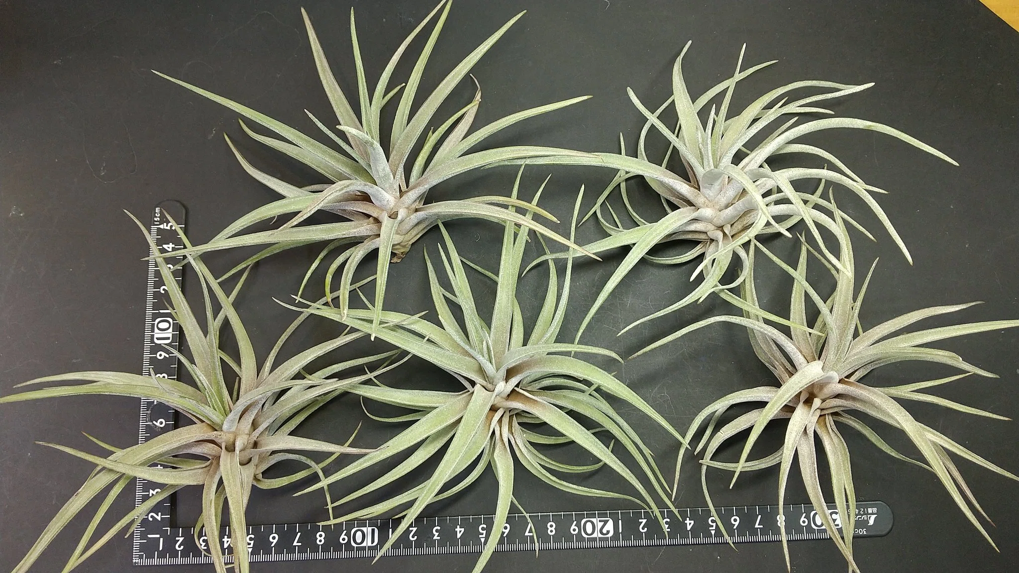 チランジア入荷リスト8/27｜NatureGarden🌿神田