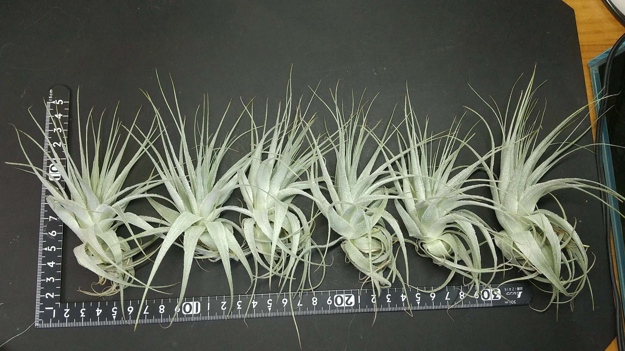 チランジア入荷リスト8/27｜NatureGarden🌿神田