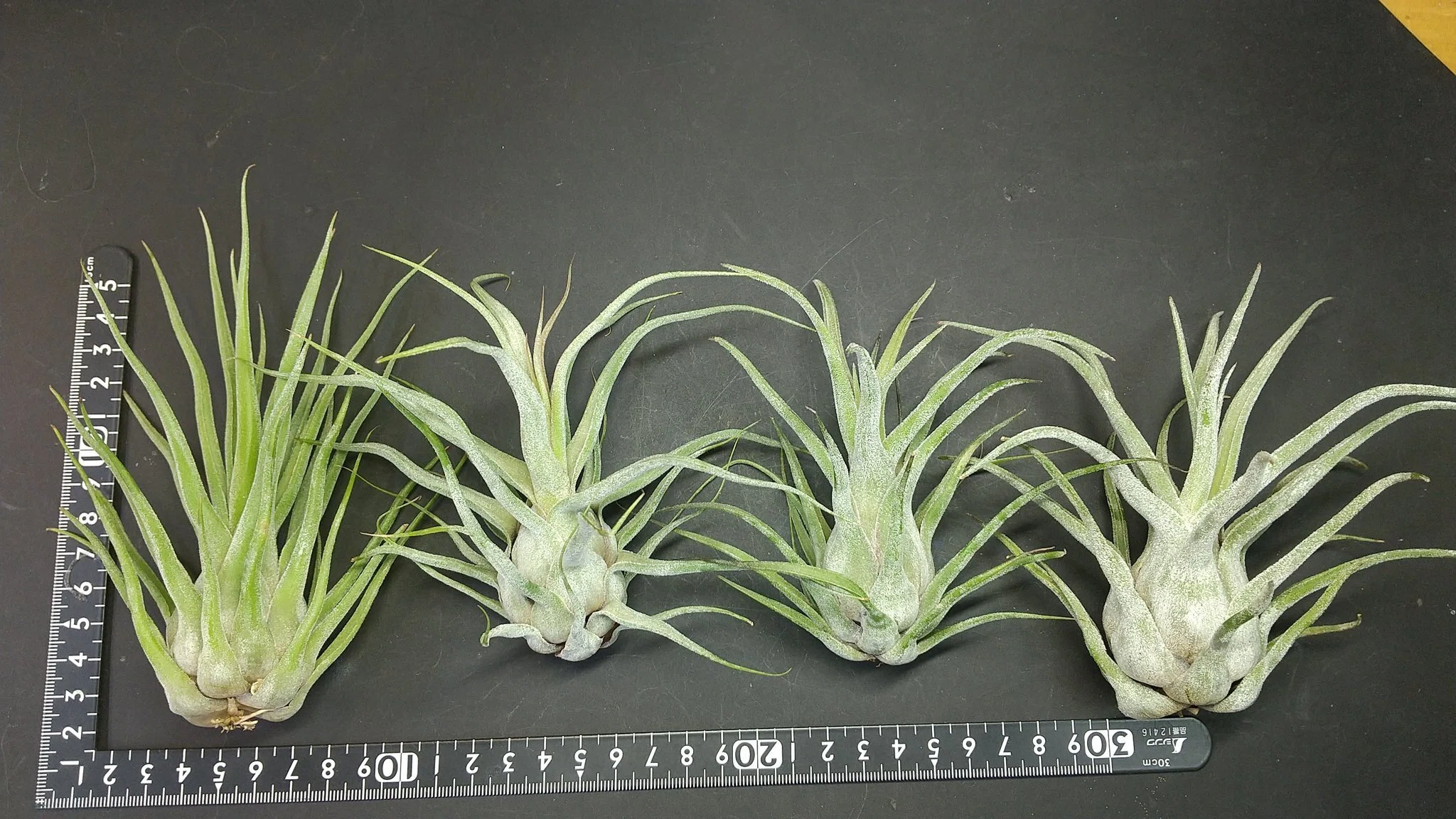 チランジア入荷リスト8/27｜NatureGarden🌿神田
