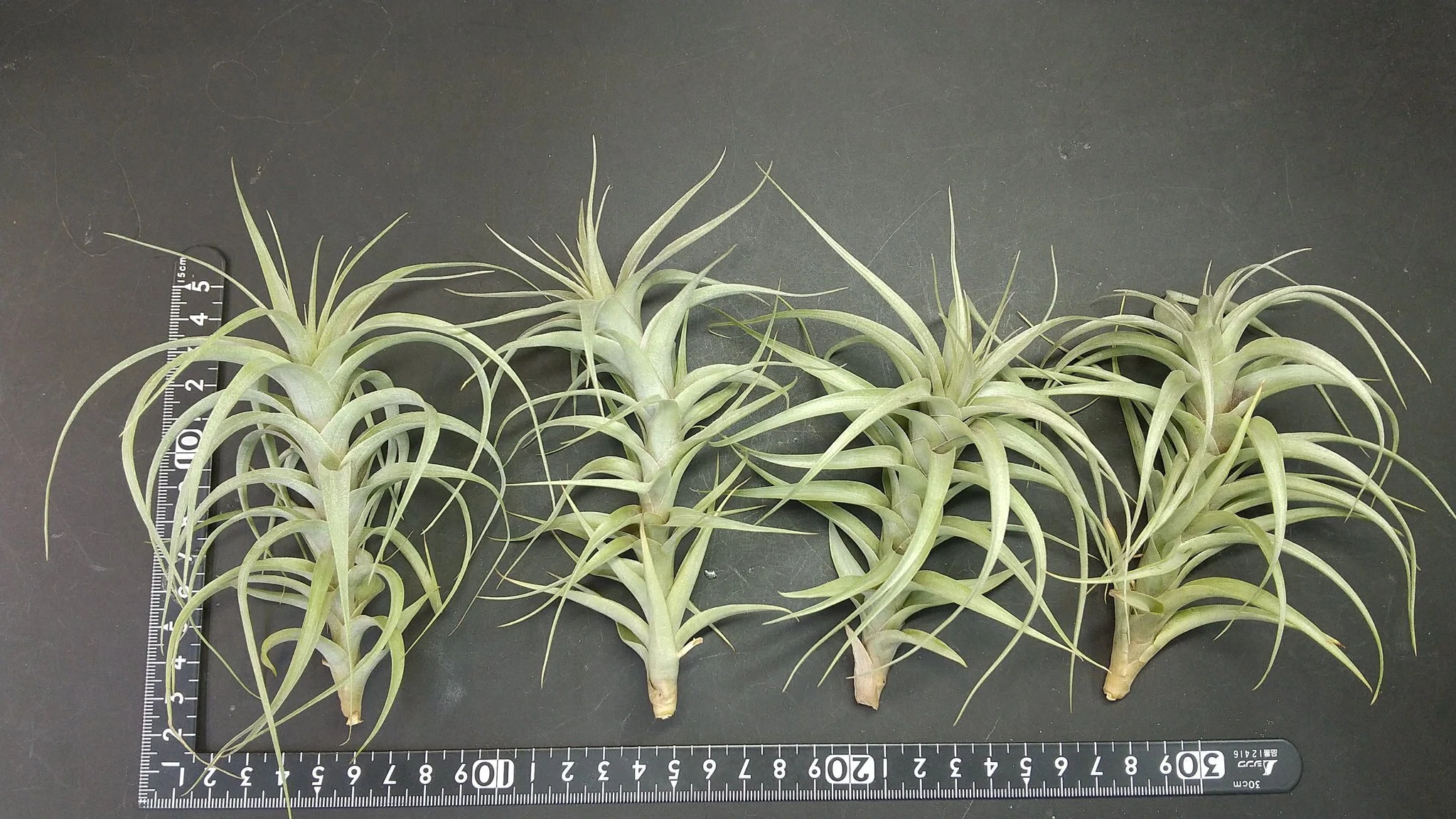 チランジア入荷リスト8/27｜NatureGarden🌿神田