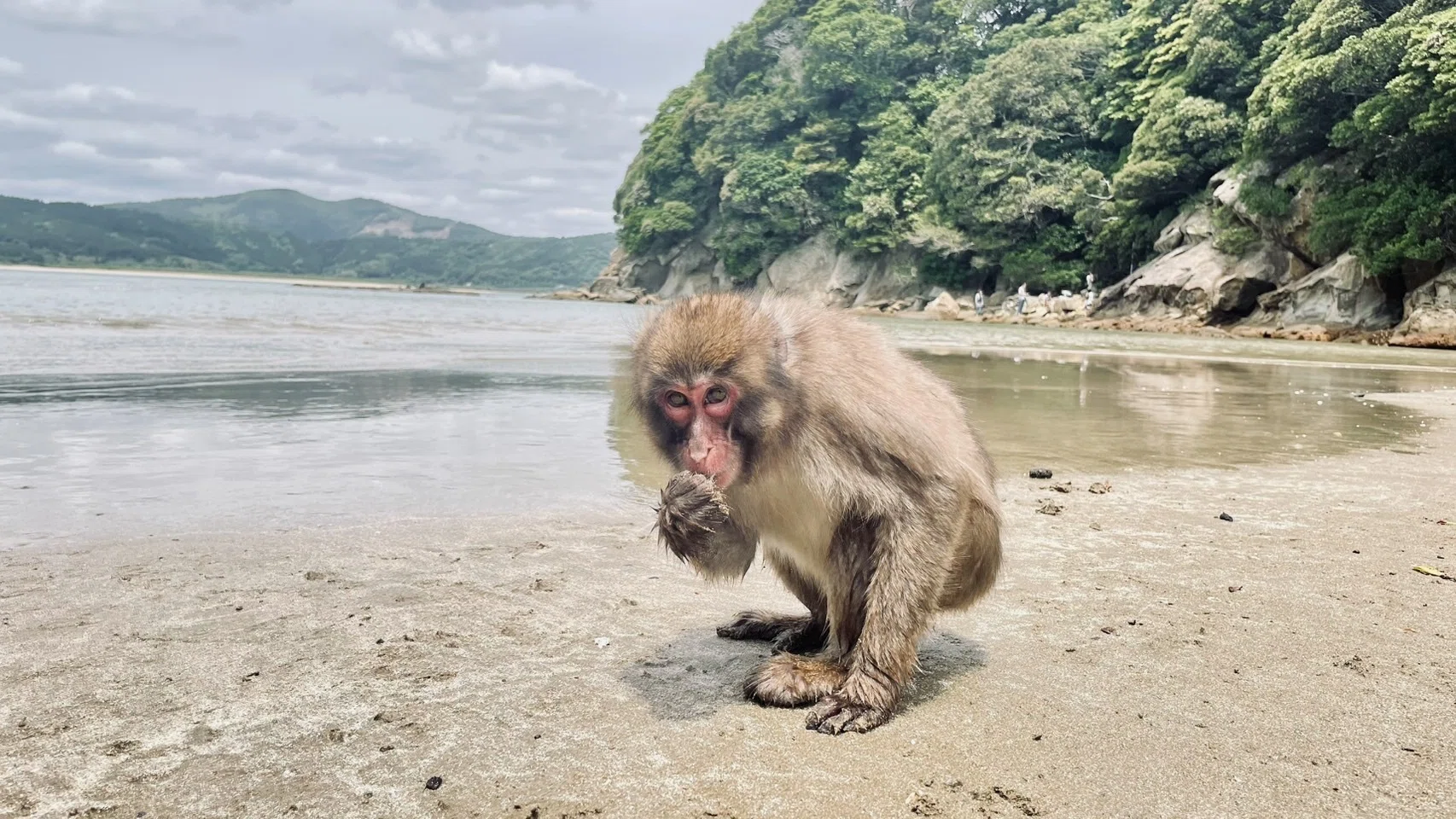 宮崎の歩き方⑮ 幸島｜株式会社シーフォース