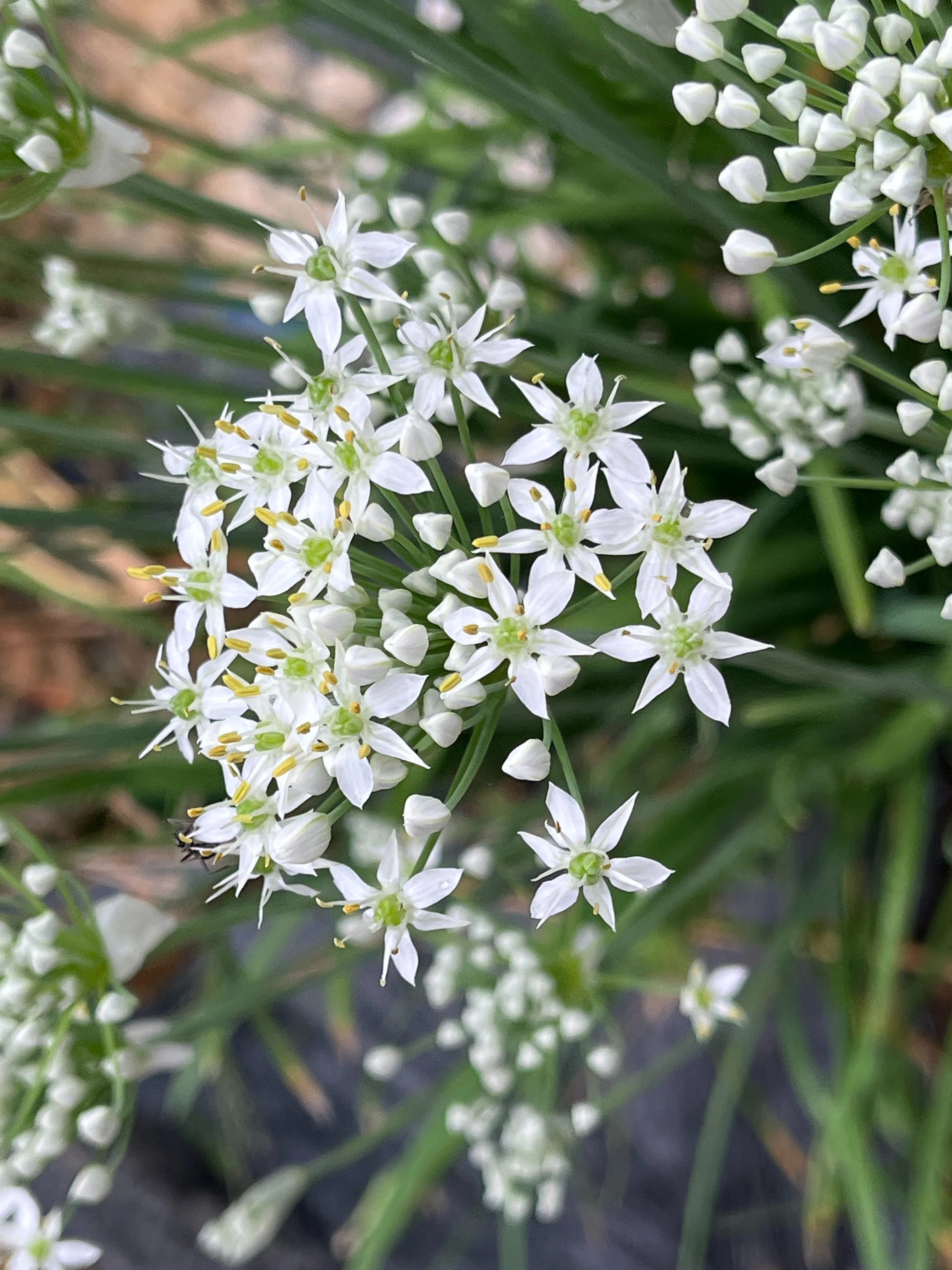 星のように咲く、韮の花｜おーいおいどん