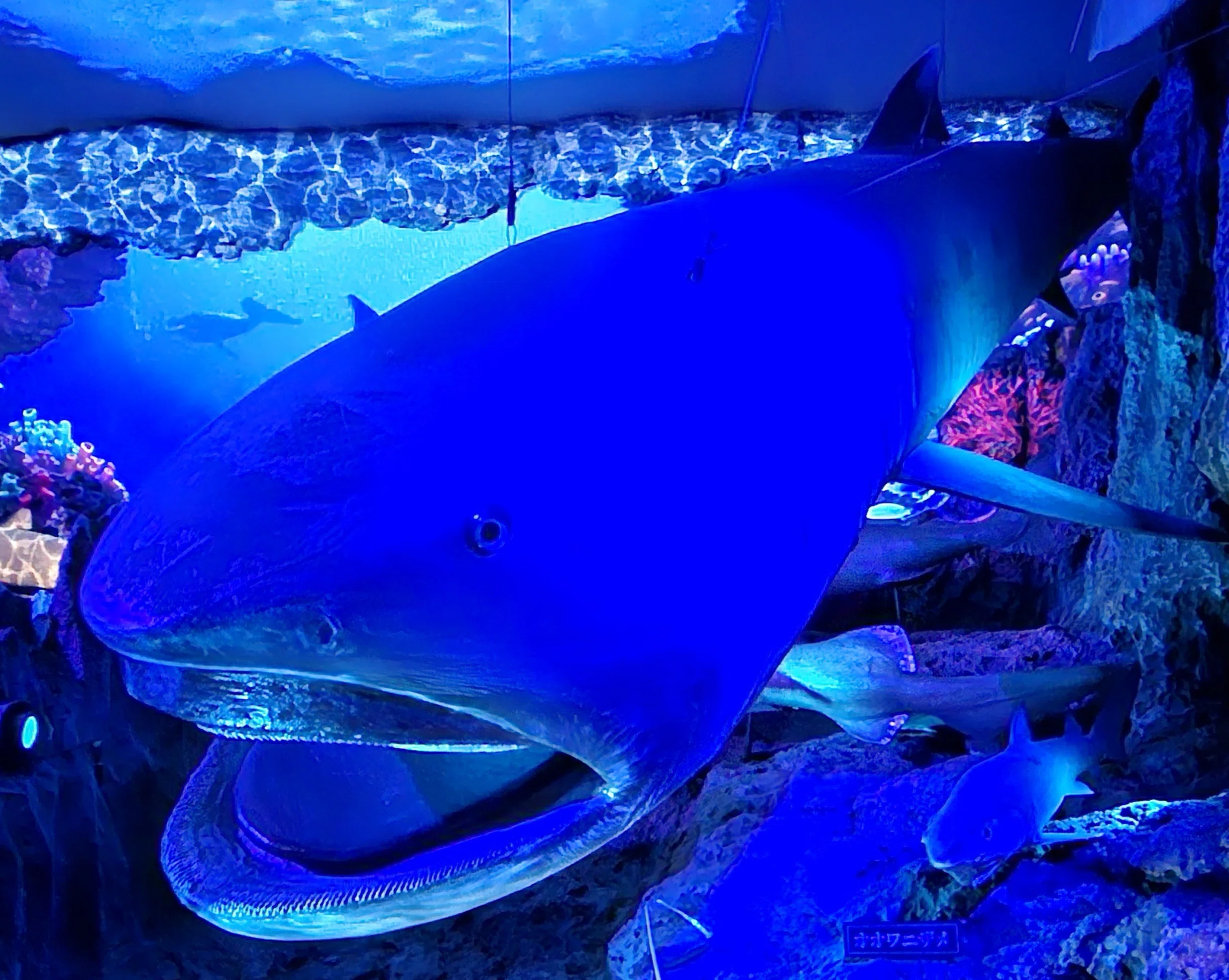 全国水族館の旅【67】沼津港深海水族館｜美原さつき