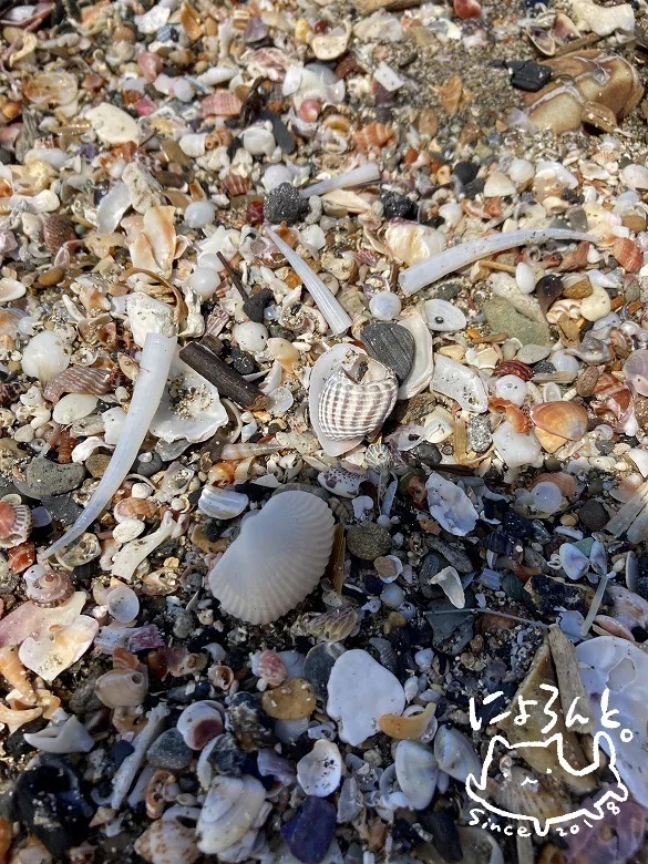 ツノガイとサクラガイとウニ片と貝化石と…これはネコガイ？鎌倉・逗子