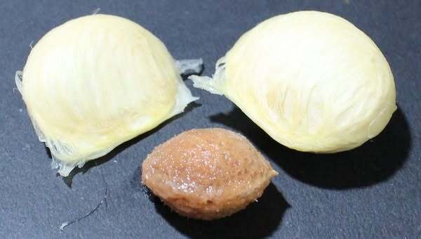 ホワイトサポテ｜yama yama