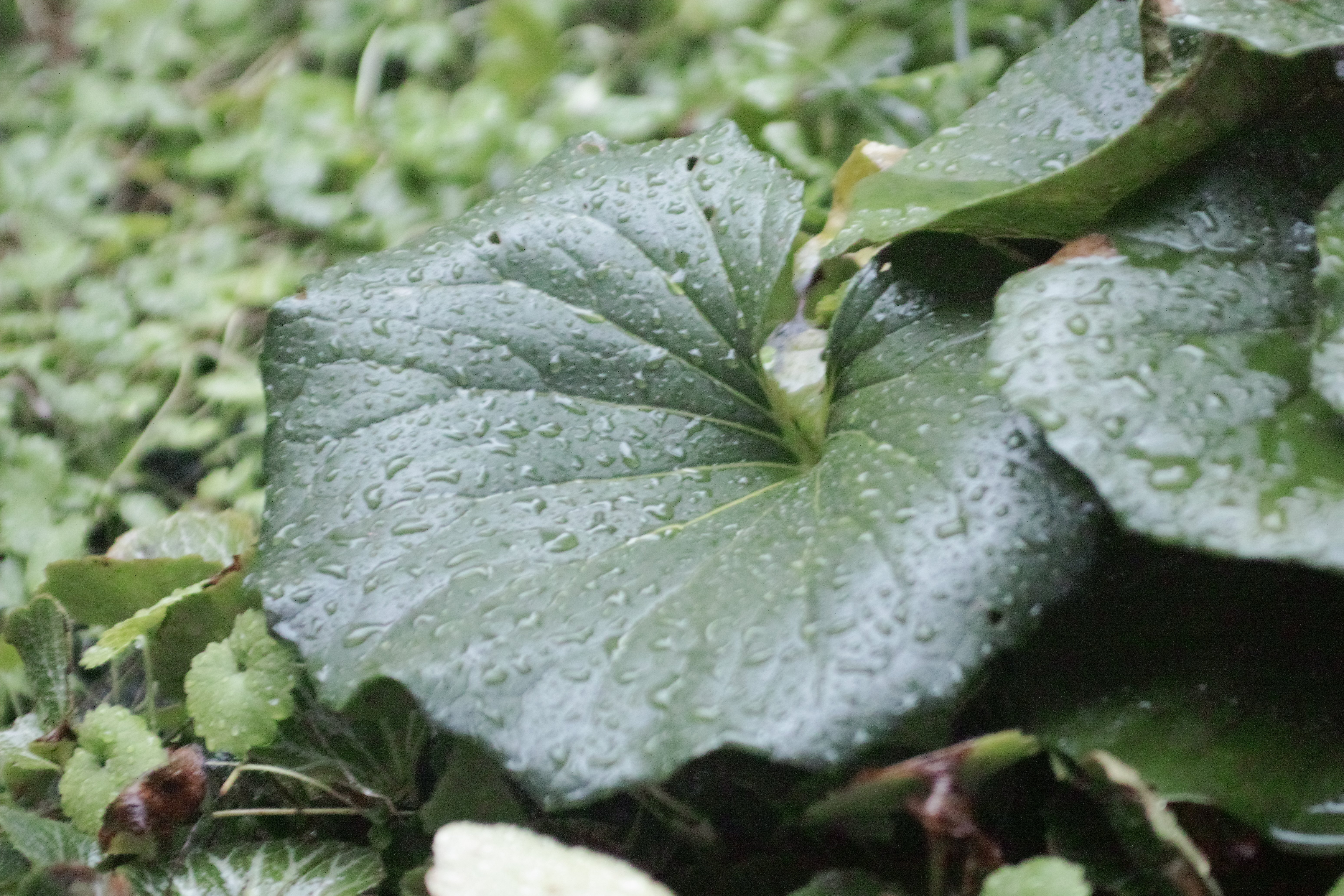 SIGMA 28-70mm ASPHERICAL レンズ 軽いは正義】SIGMA 28-70mm F2.8 DG DN レビュー｜とりあえずの1本に