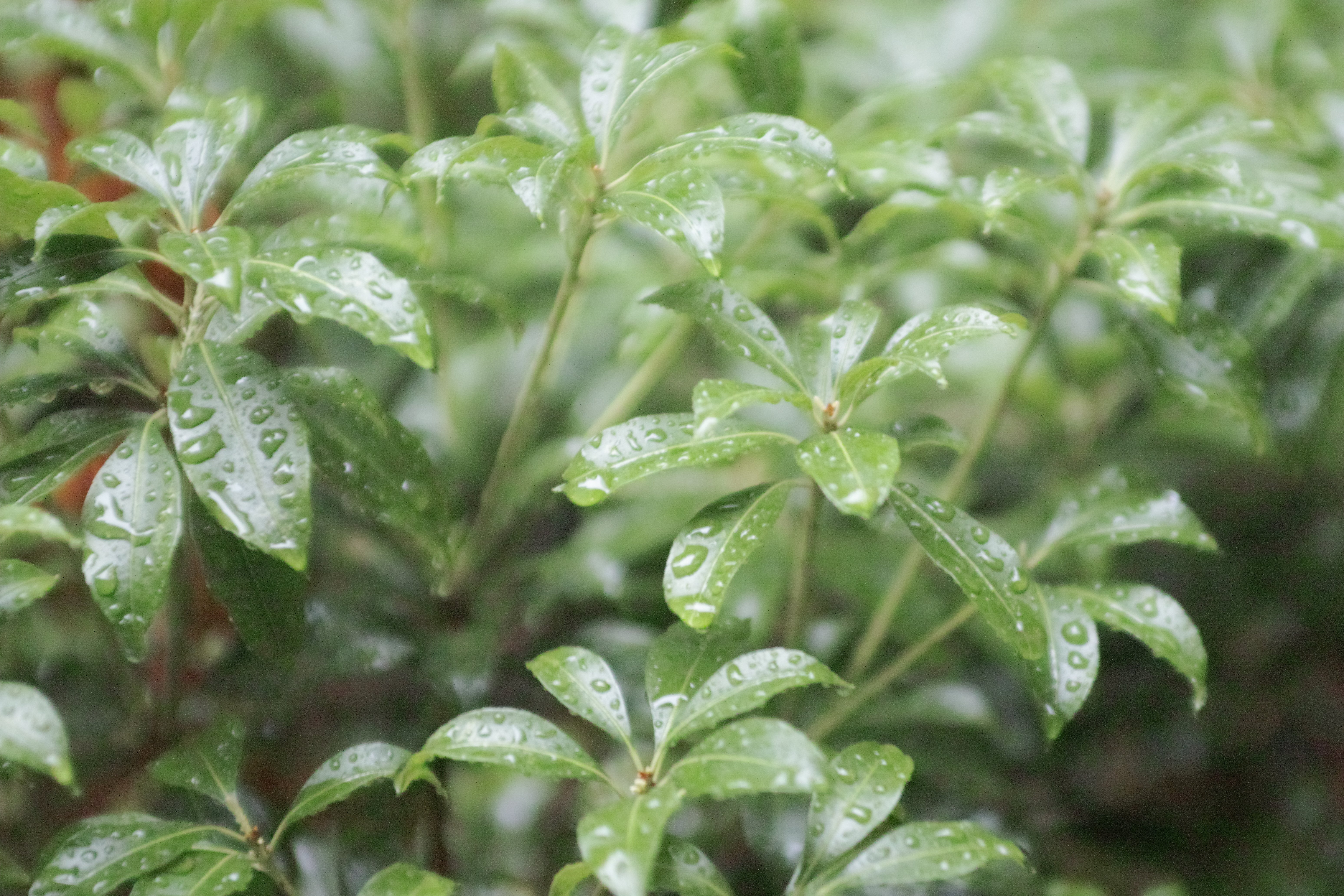 SIGMA EX ASPHERICAL 28-70mm F2.8｜アラン藤島