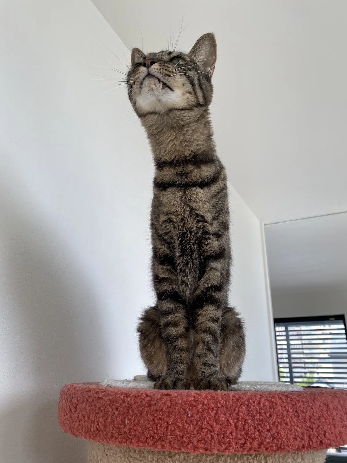 なんという長さ」「首にゃが族」 何かを真剣に見つめる猫の姿が