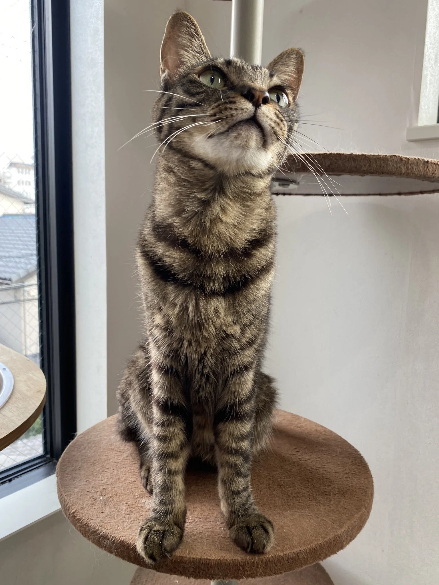 なんという長さ」「首にゃが族」 何かを真剣に見つめる猫の姿が