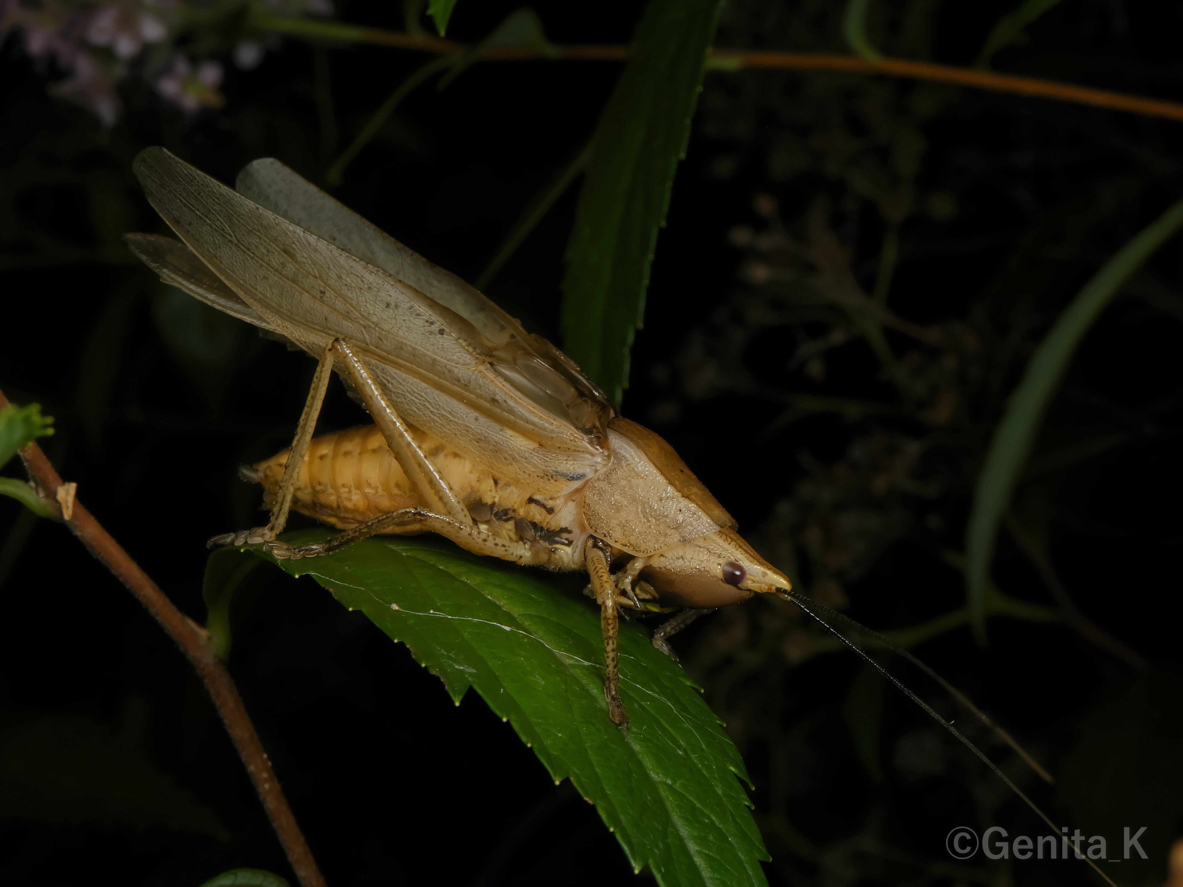 むしし　写真確認用 コンデジで撮影する虫の写真（生物写真家・Genita_K）｜昼杉 起太