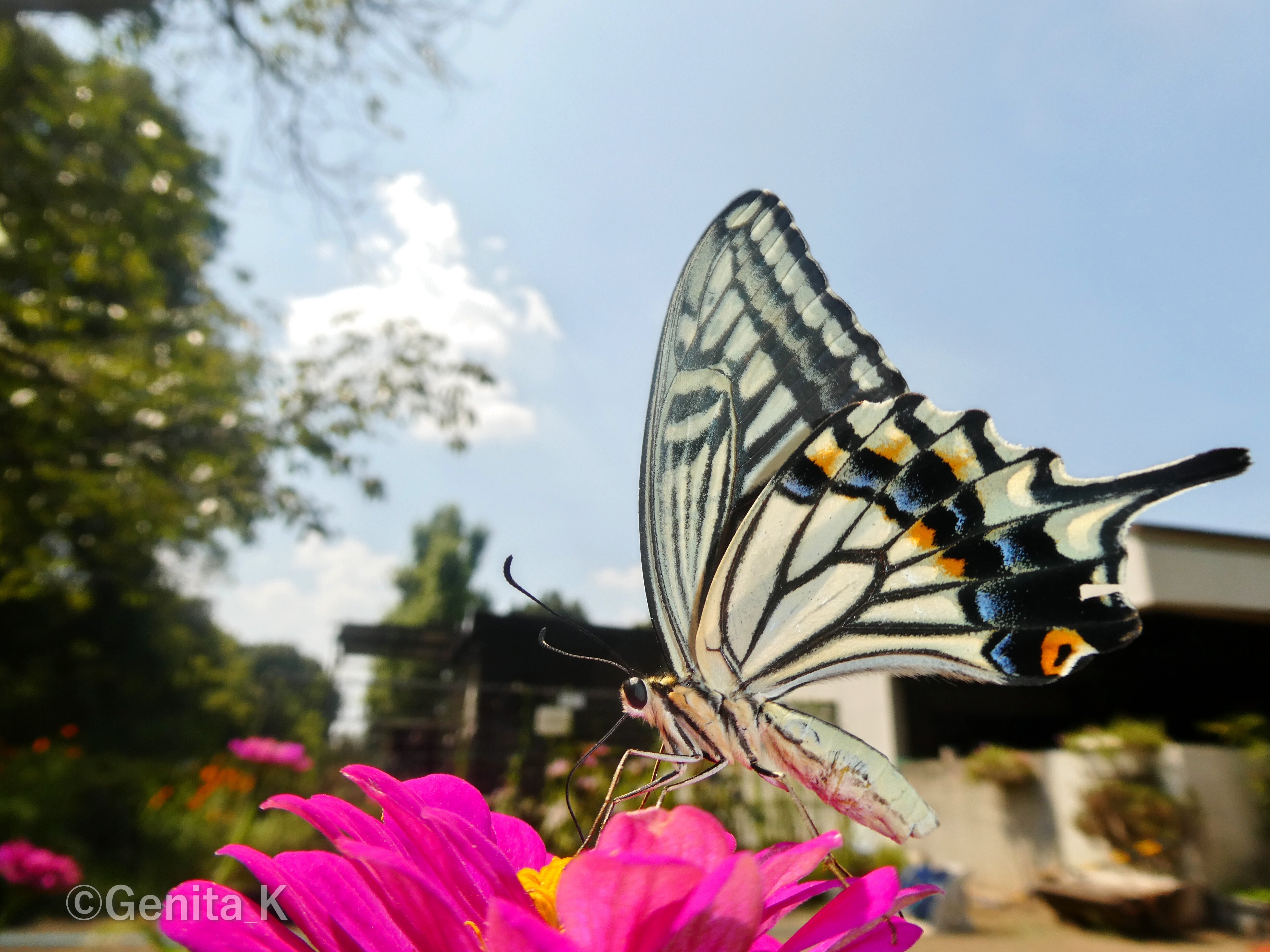 むしし　写真確認用 コンデジで撮影する虫の写真（生物写真家・Genita_K）｜昼杉 起太