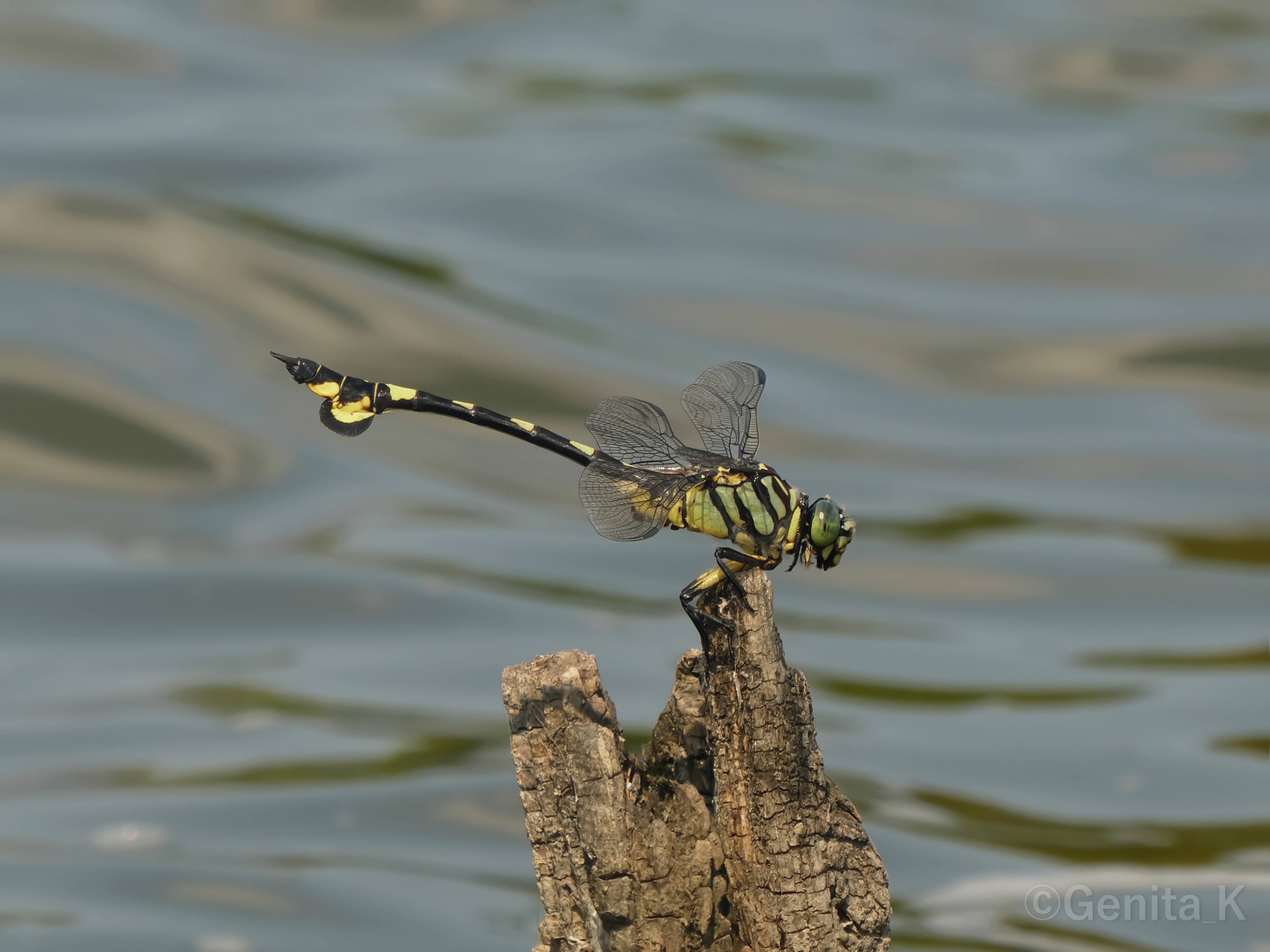 むしし　写真確認用 コンデジで撮影する虫の写真（生物写真家・Genita_K）｜昼杉 起太