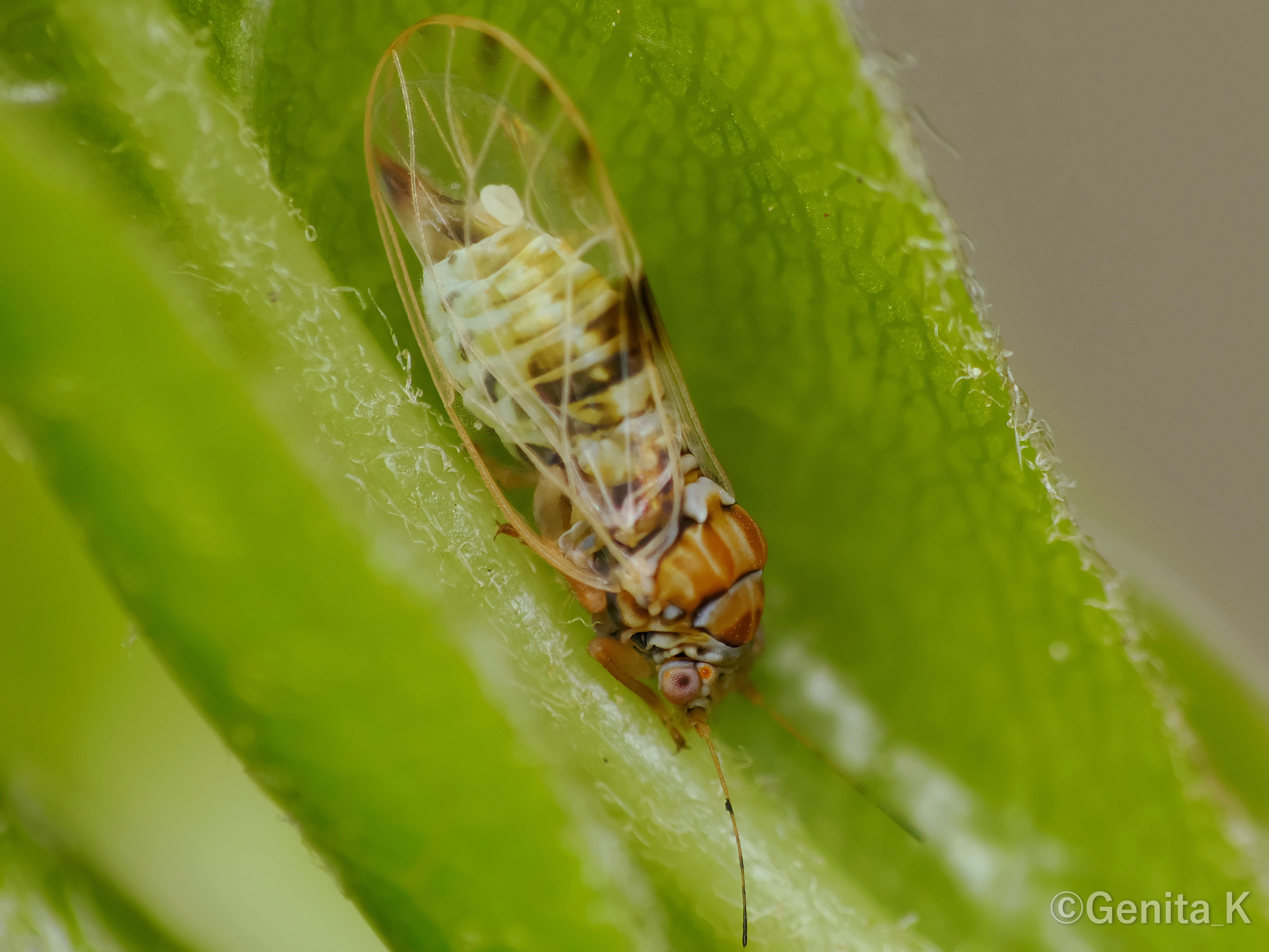 コンデジで撮影する虫の写真（生物写真家・Genita_K）｜昼杉 起太