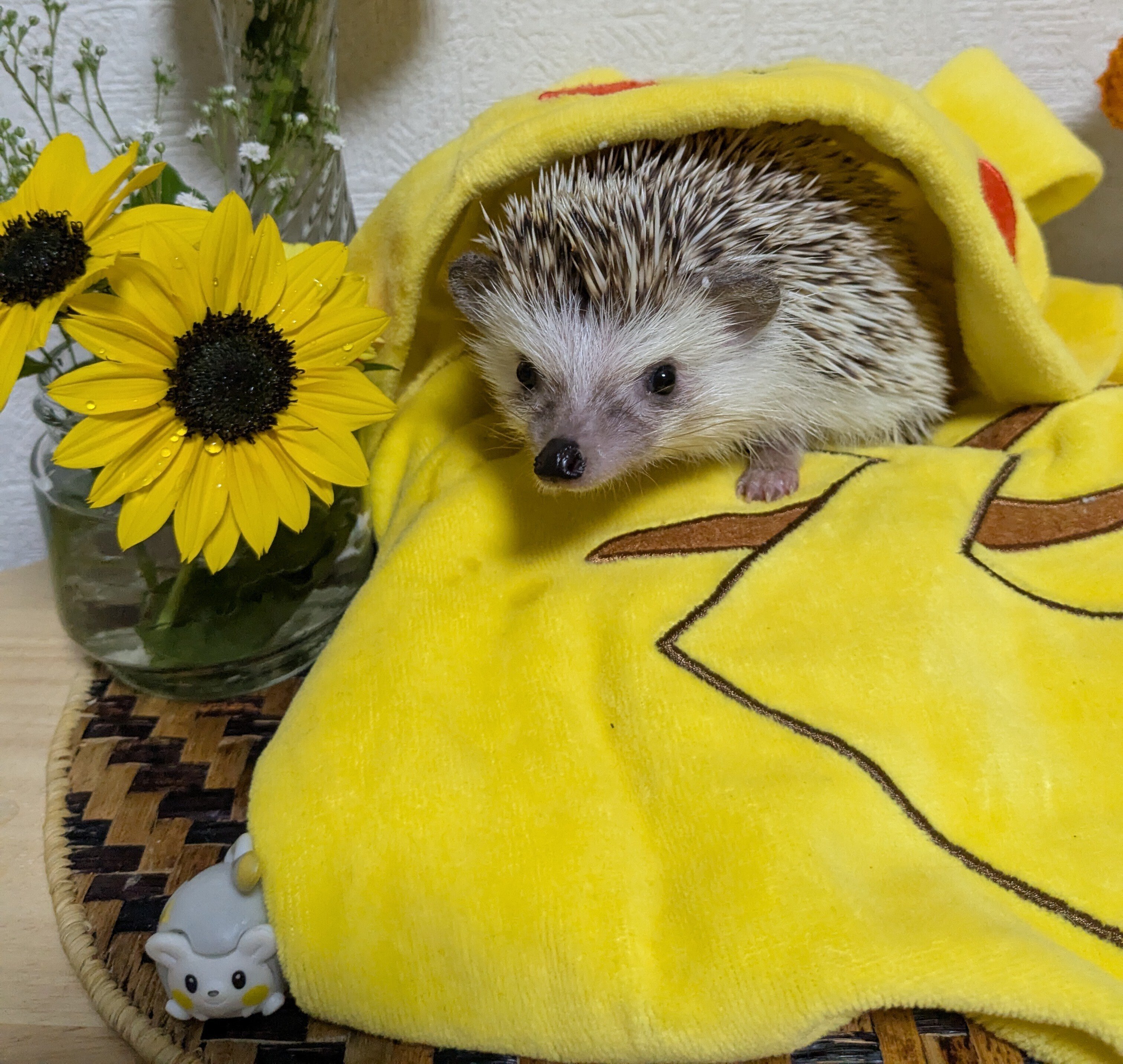 2025年9月5日（金）ハリネズミのうに丸とポケふた巡り①～③｜和さん