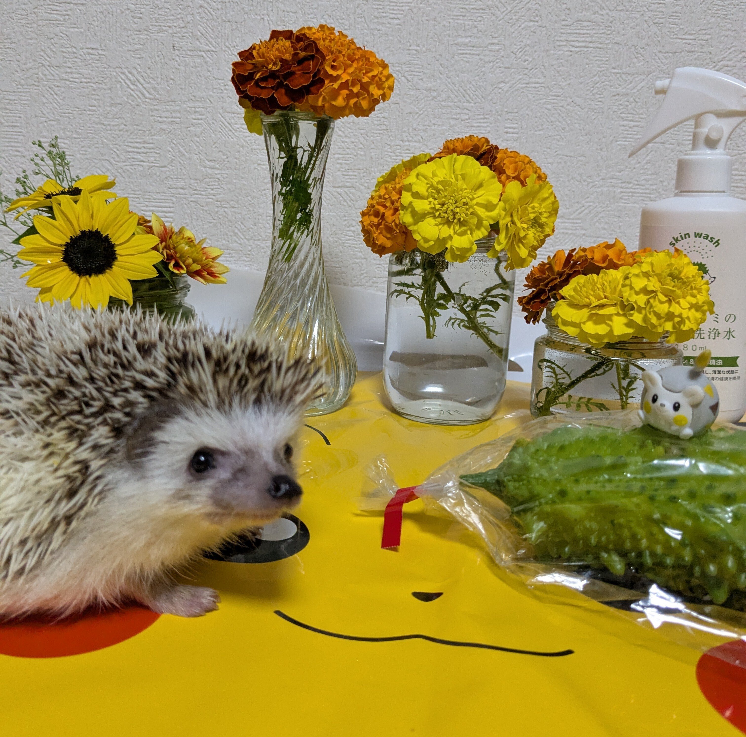 2025年9月5日（金）ハリネズミのうに丸とポケふた巡り①～③｜和さん