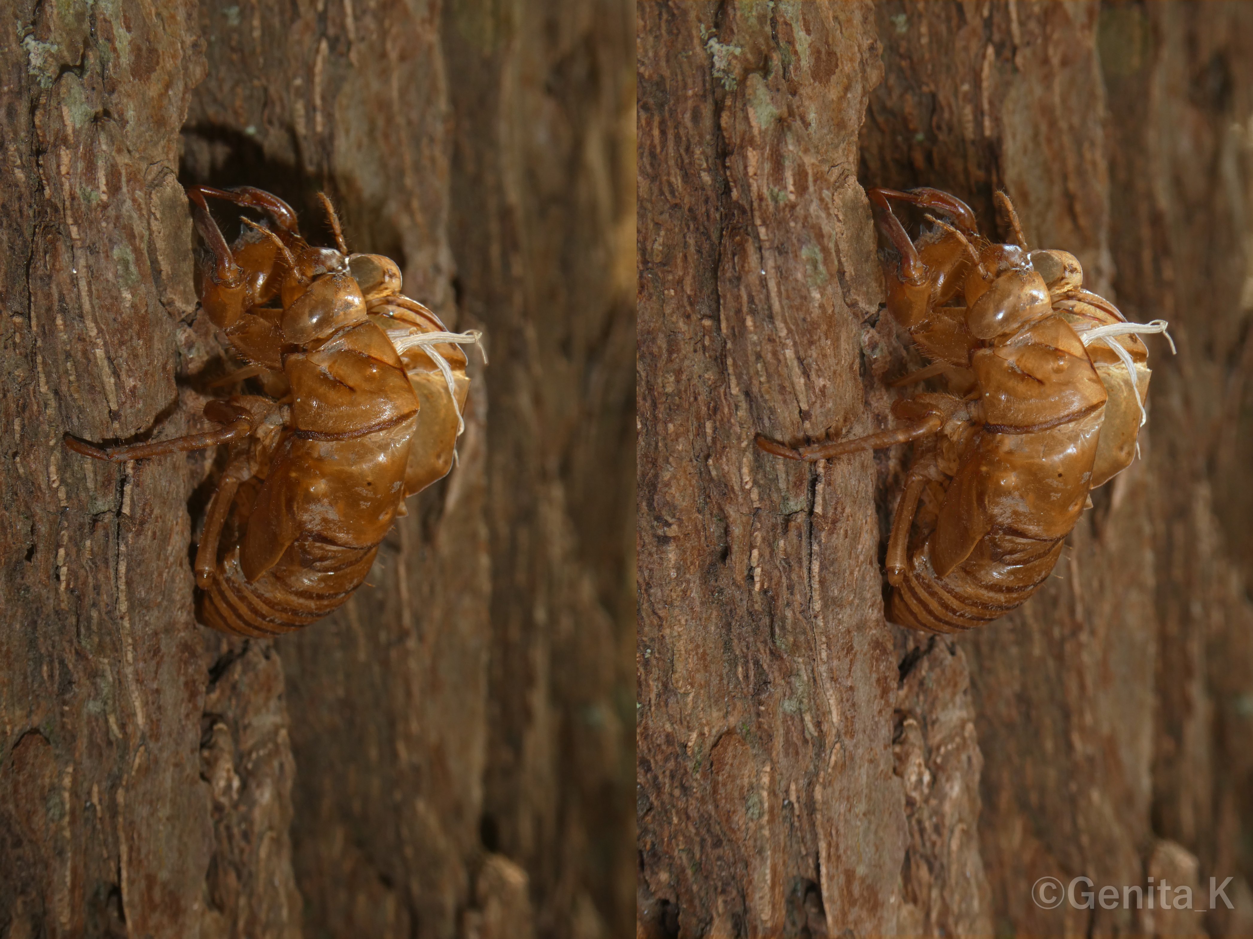 むしし　写真確認用 コンデジで撮影する虫の写真（生物写真家・Genita_K）｜昼杉 起太