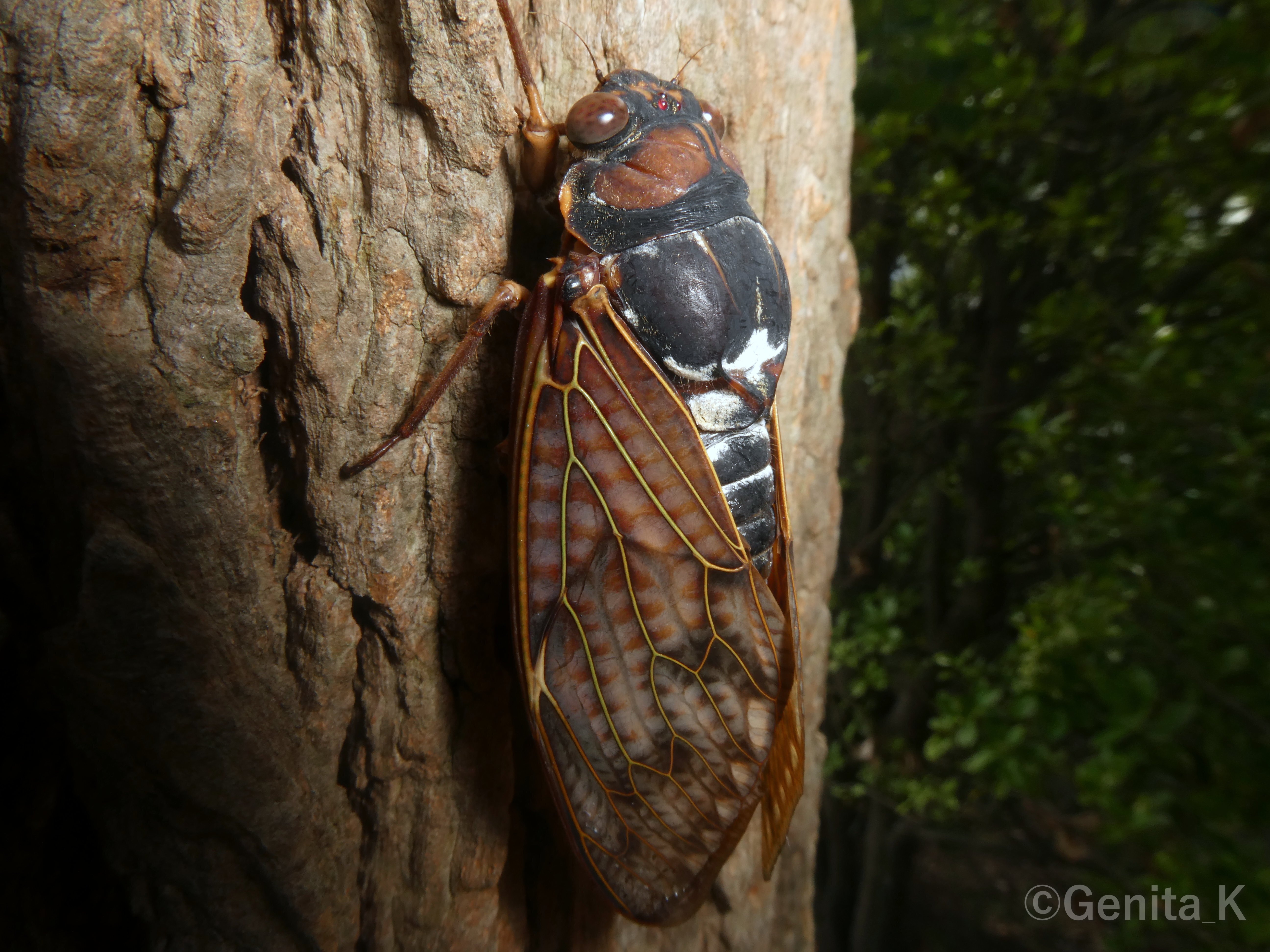 むしし　写真確認用 コンデジで撮影する虫の写真（生物写真家・Genita_K）｜昼杉 起太
