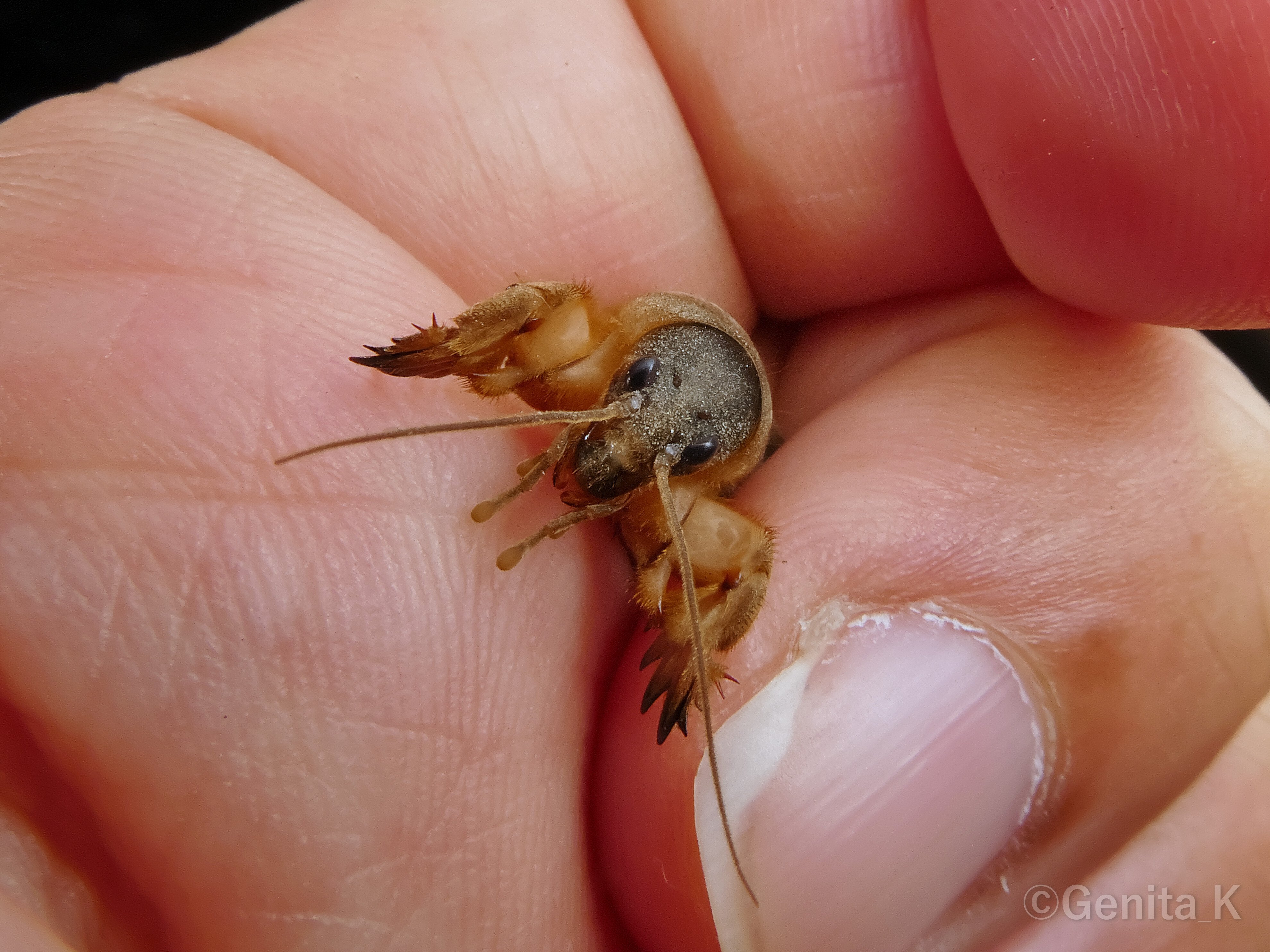 むしし　写真確認用 コンデジで撮影する虫の写真（生物写真家・Genita_K）｜昼杉 起太