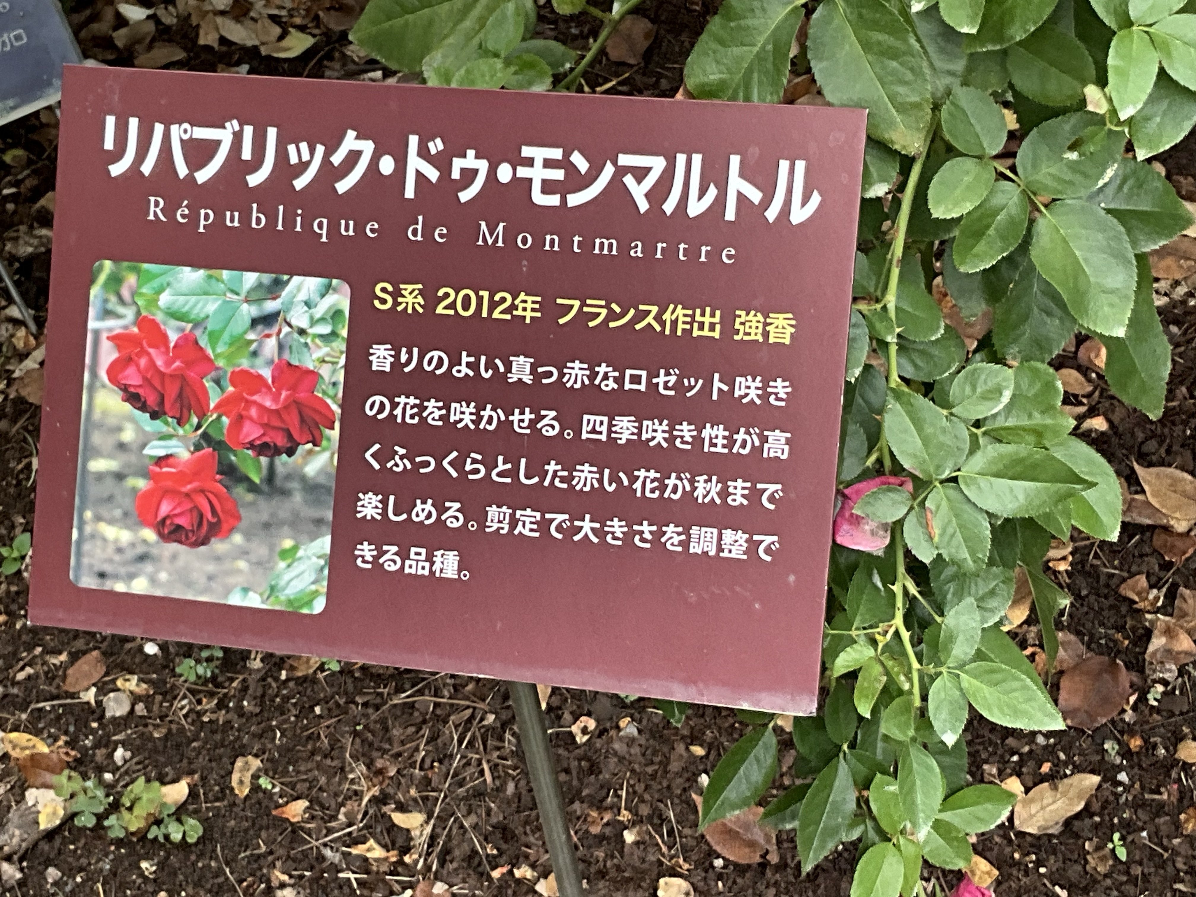 9月上旬の薔薇（英仏独作出，京都府立植物園）：2025年9月7日（日