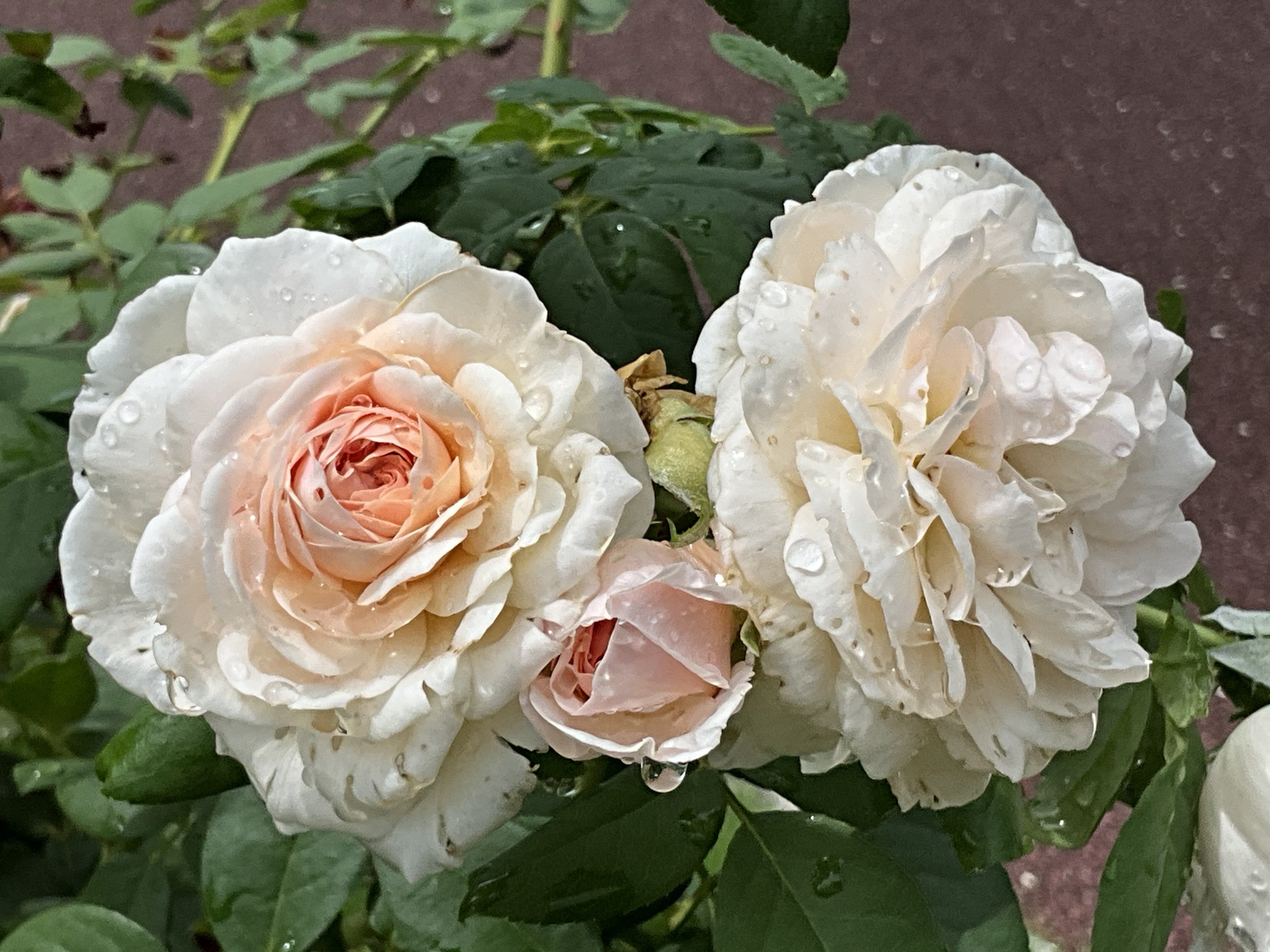 9月上旬の薔薇（英仏独作出，京都府立植物園）：2025年9月7日（日