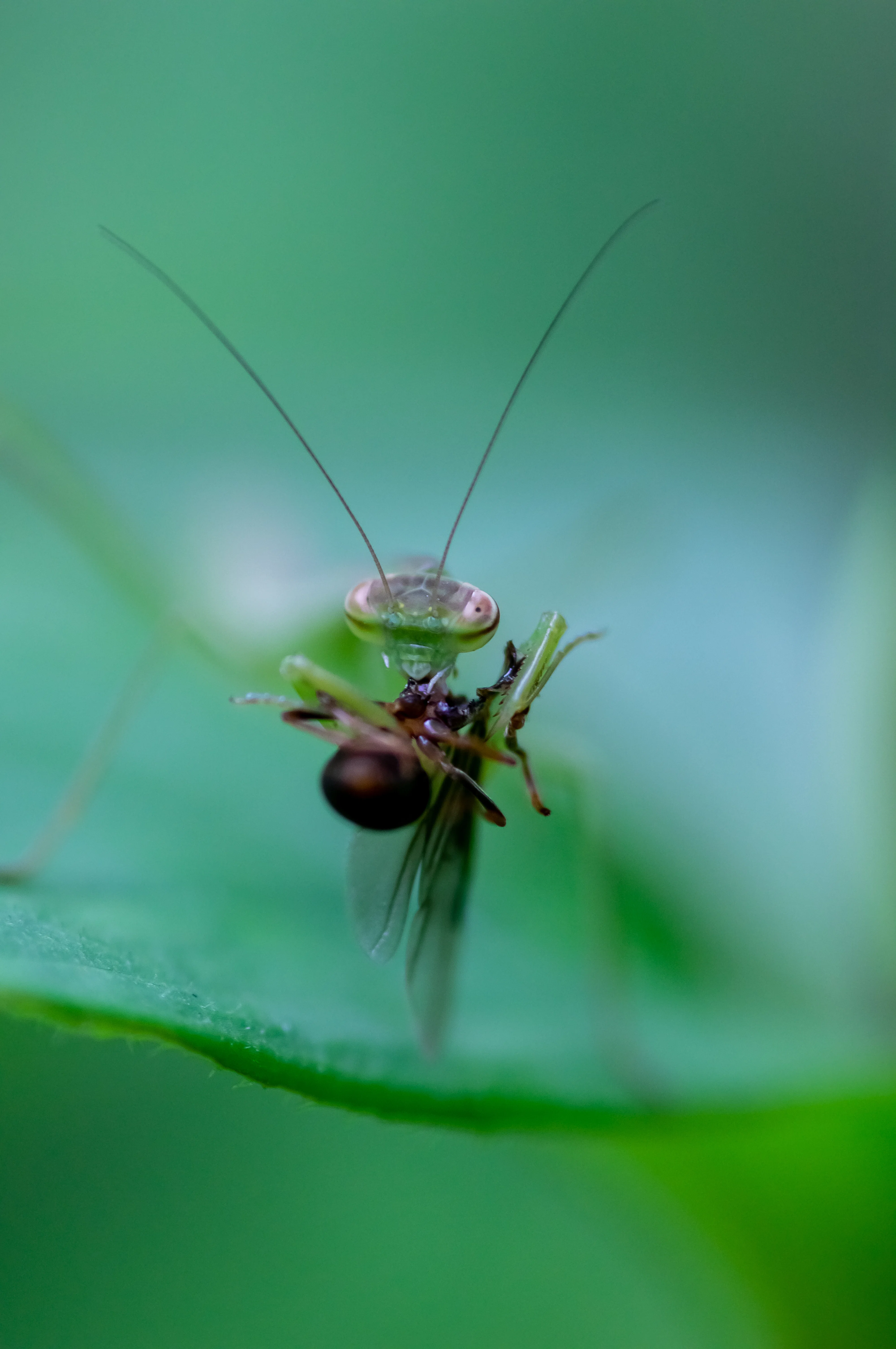 インタビュー】庭から世界へ。カマキリと歩む（カマキリ写真作家 髙橋