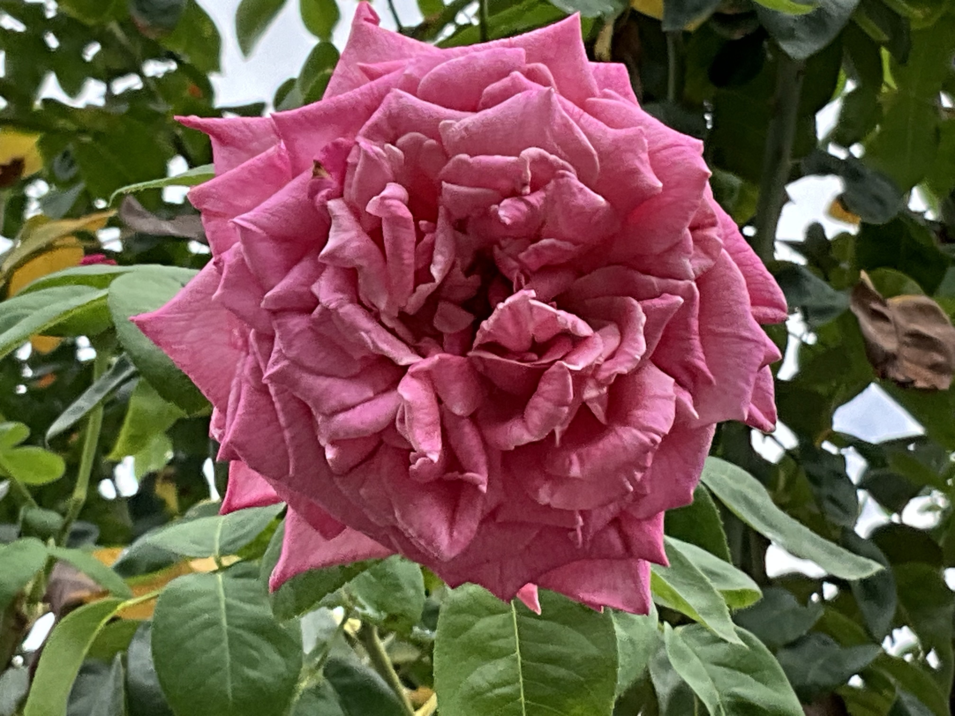 9月上旬の薔薇（英仏独作出，京都府立植物園）：2025年9月7日（日