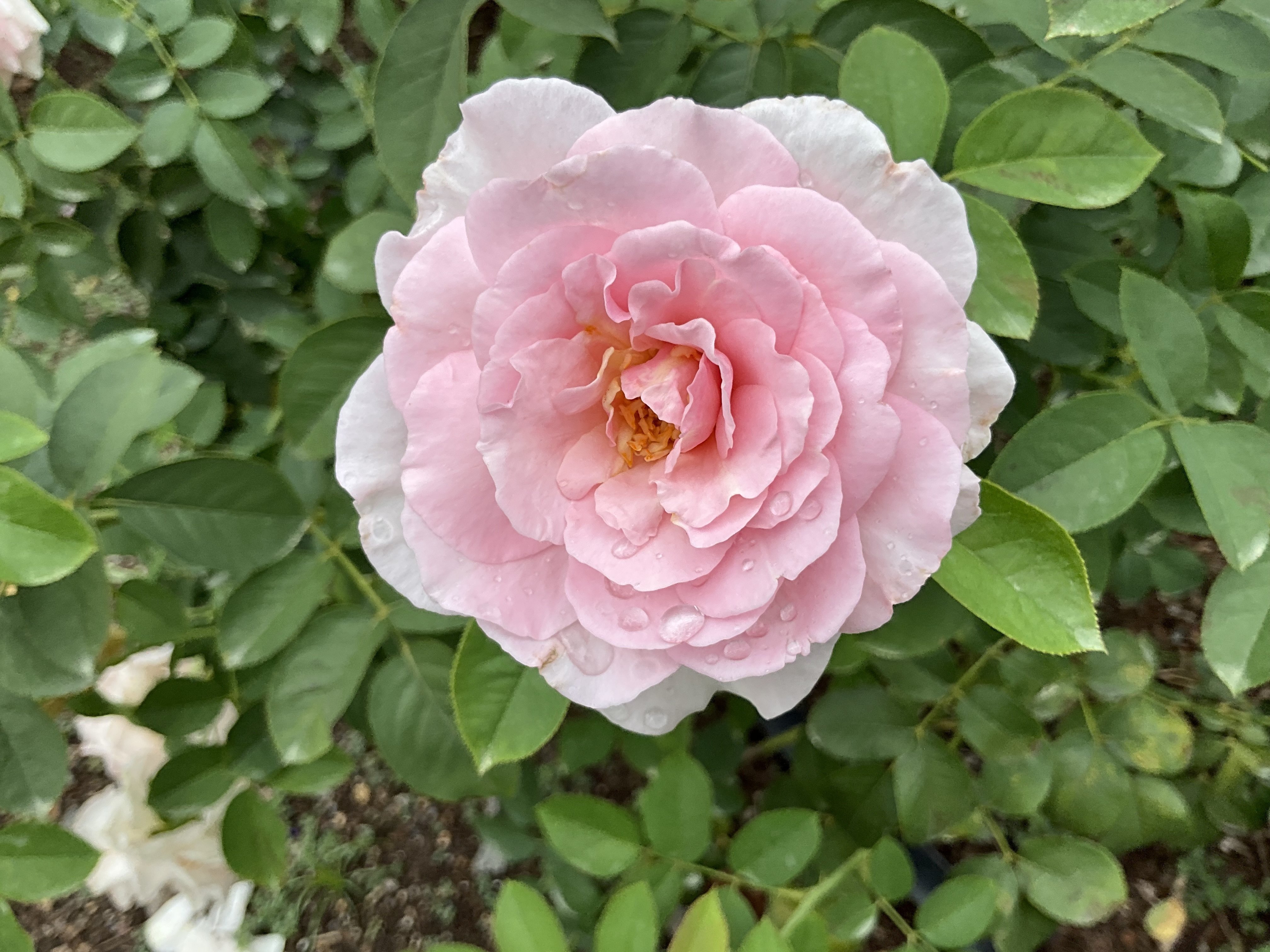 9月上旬の薔薇（英仏独作出，京都府立植物園）：2025年9月7日（日