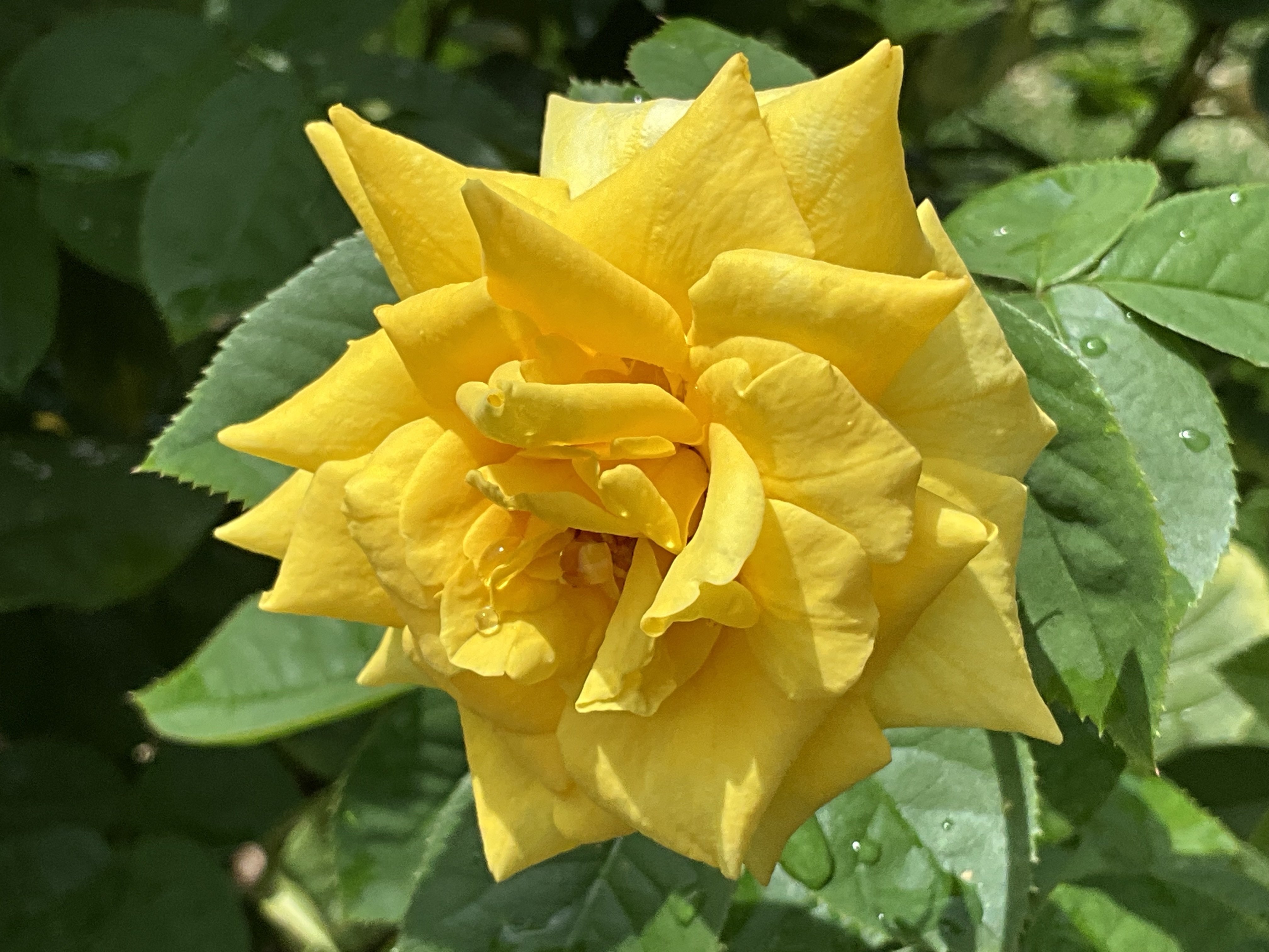 9月上旬の薔薇（英仏独作出，京都府立植物園）：2025年9月7日（日