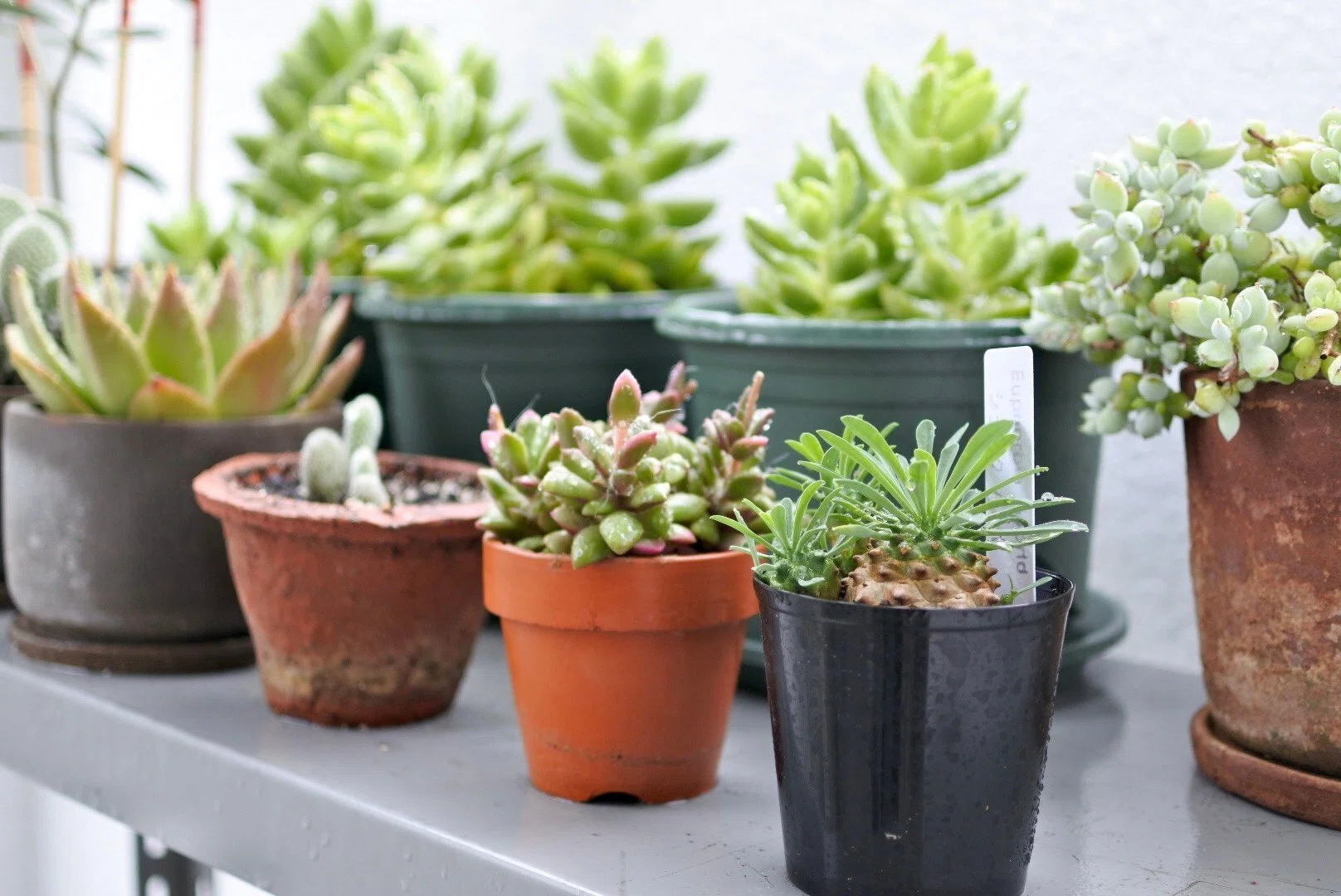 冬になると土が乾かず観葉植物の調子が悪い場合、土や鉢を変えるとよ