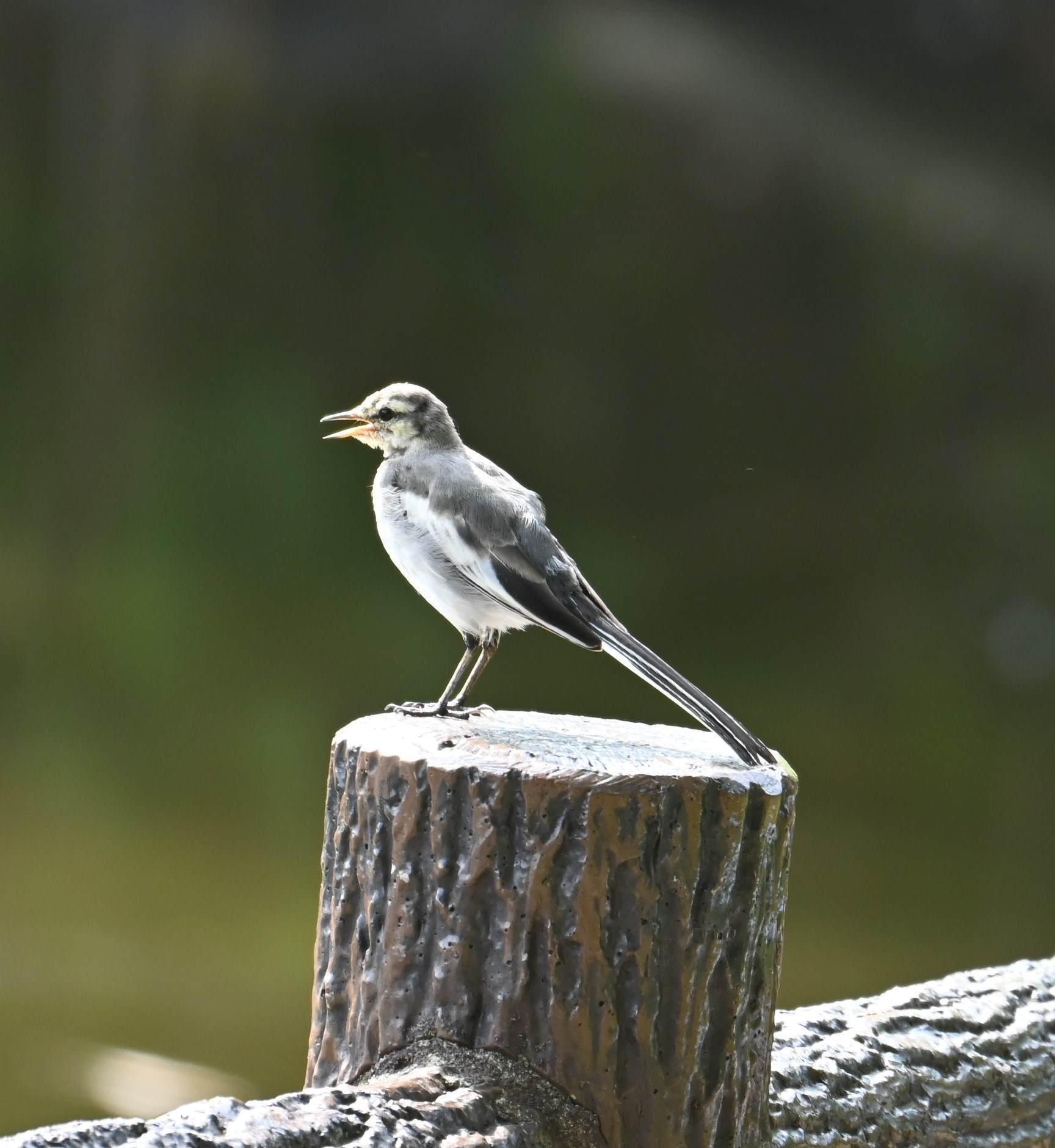 ビンさま専用　日本固有種　セグロセキレイ　木彫りの野鳥　野鳥彫刻 セグロセキレイ – BIRD FAN （日本野鳥の会）