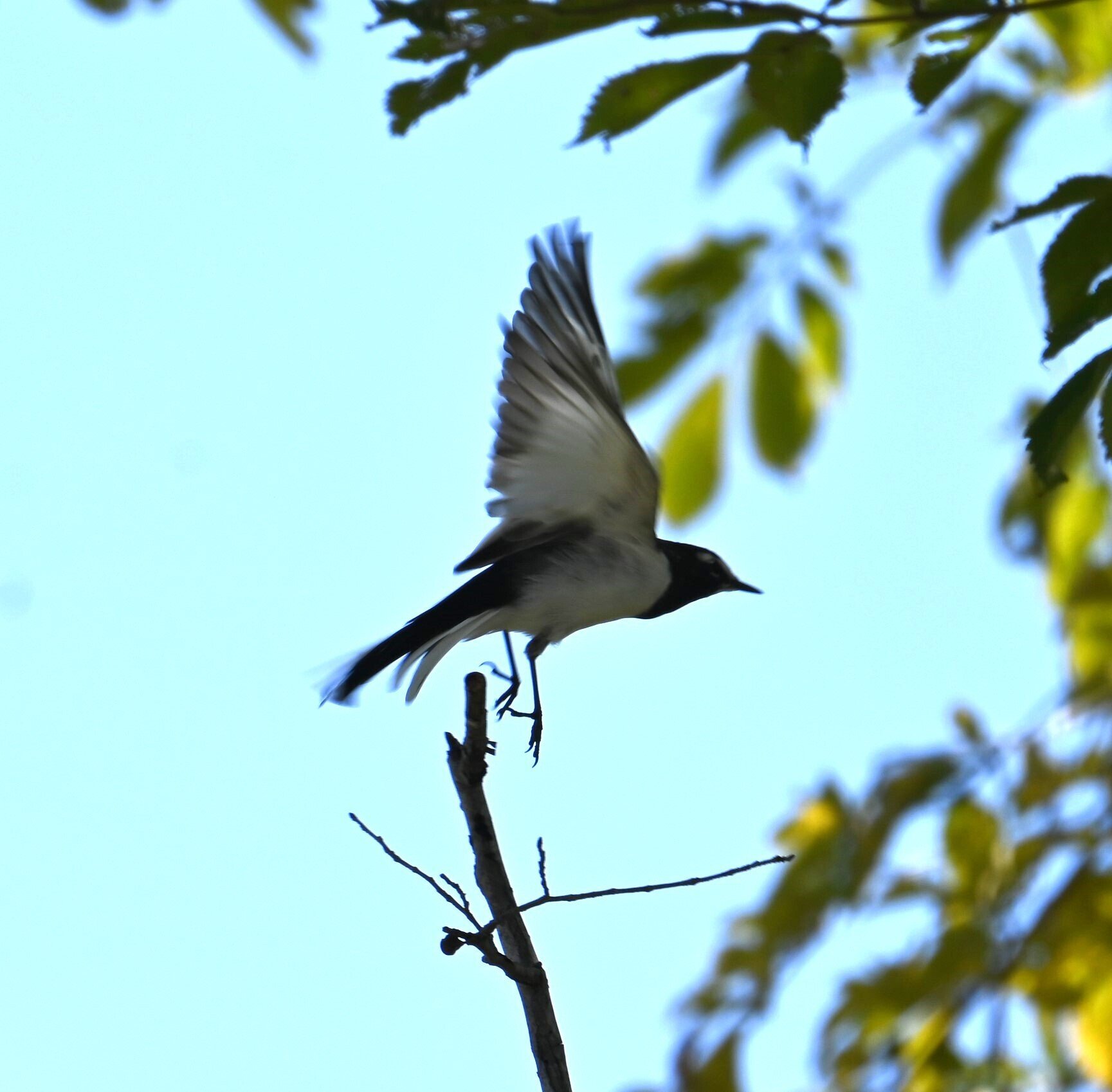 ビンさま専用　日本固有種　セグロセキレイ　木彫りの野鳥　野鳥彫刻 ビンさま専用 日本固有種 セグロセキレイ 木彫りの野鳥 野鳥彫刻