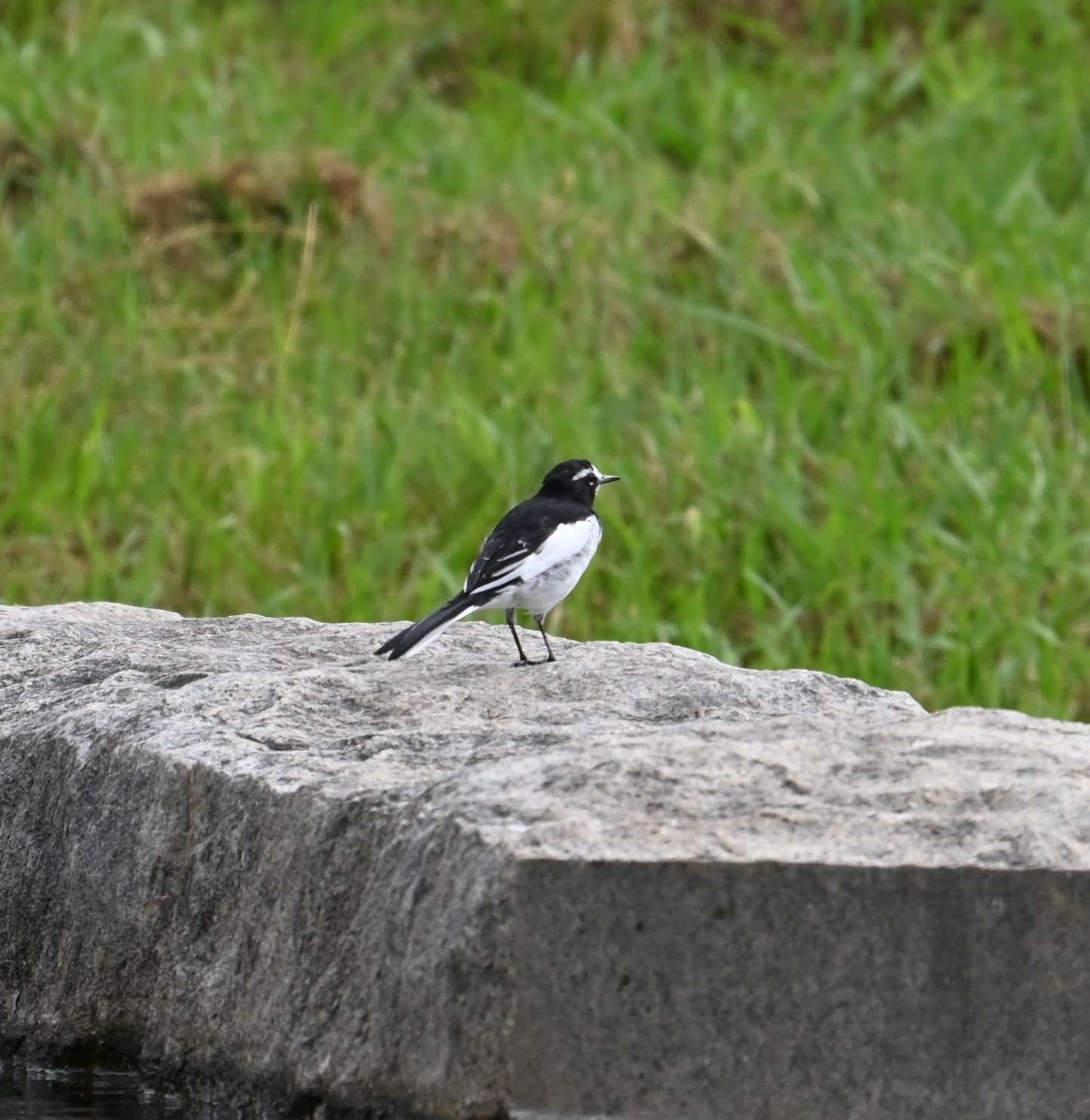 ビンさま専用　日本固有種　セグロセキレイ　木彫りの野鳥　野鳥彫刻 ピンボケ野鳥写真館 セグロセキレイの巻｜四国三郎 & OK-tosh