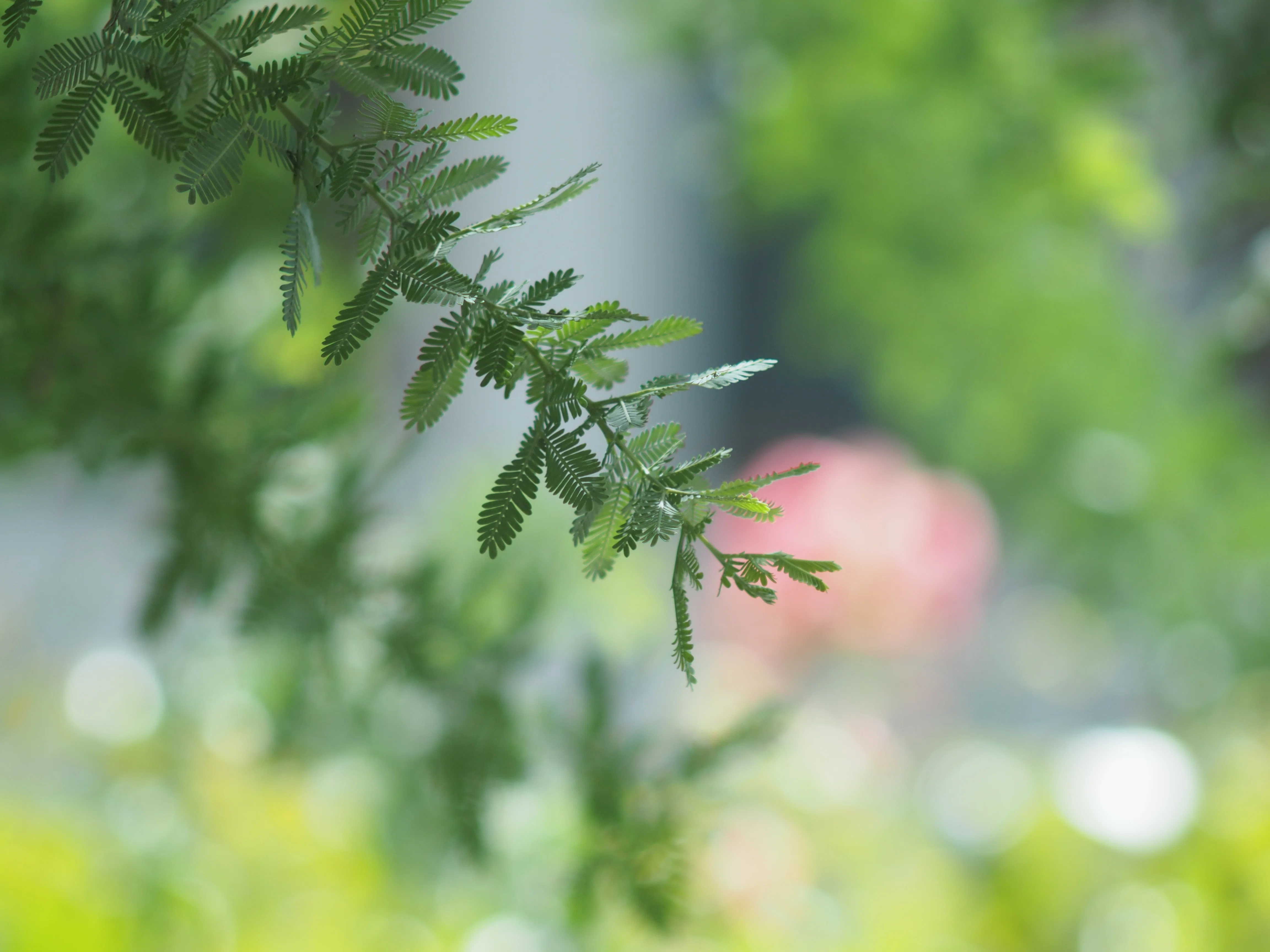 OM-ZUIKOの世界(その1:135mmF3.5) ｜cherubino