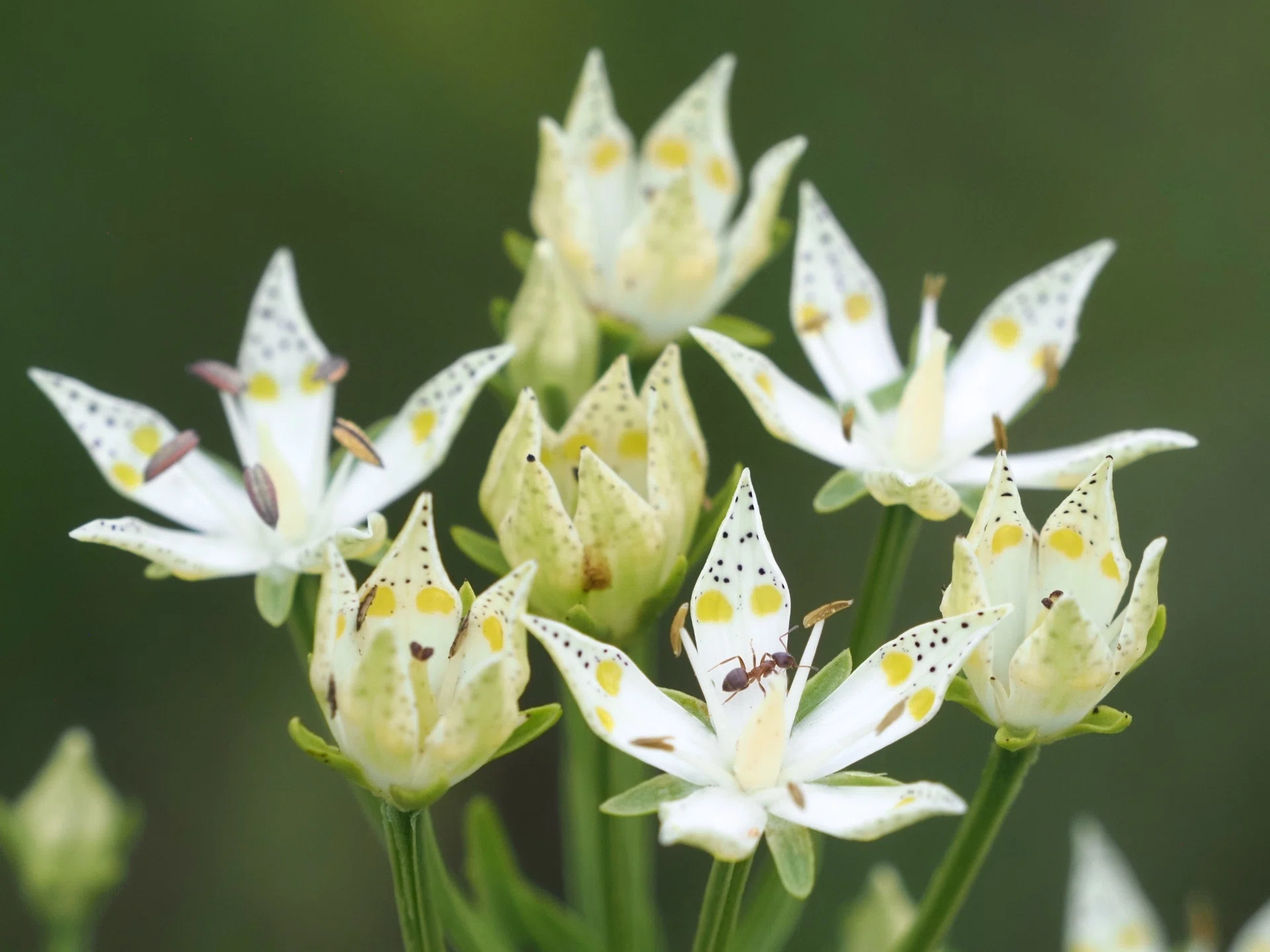 Semi-natural Grassland on September 4th｜大塚敏之｜星野リゾート
