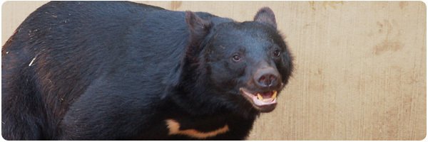 ツキノワグマ　下顎 クマの襲撃は他人ごとではない。｜久元喜造