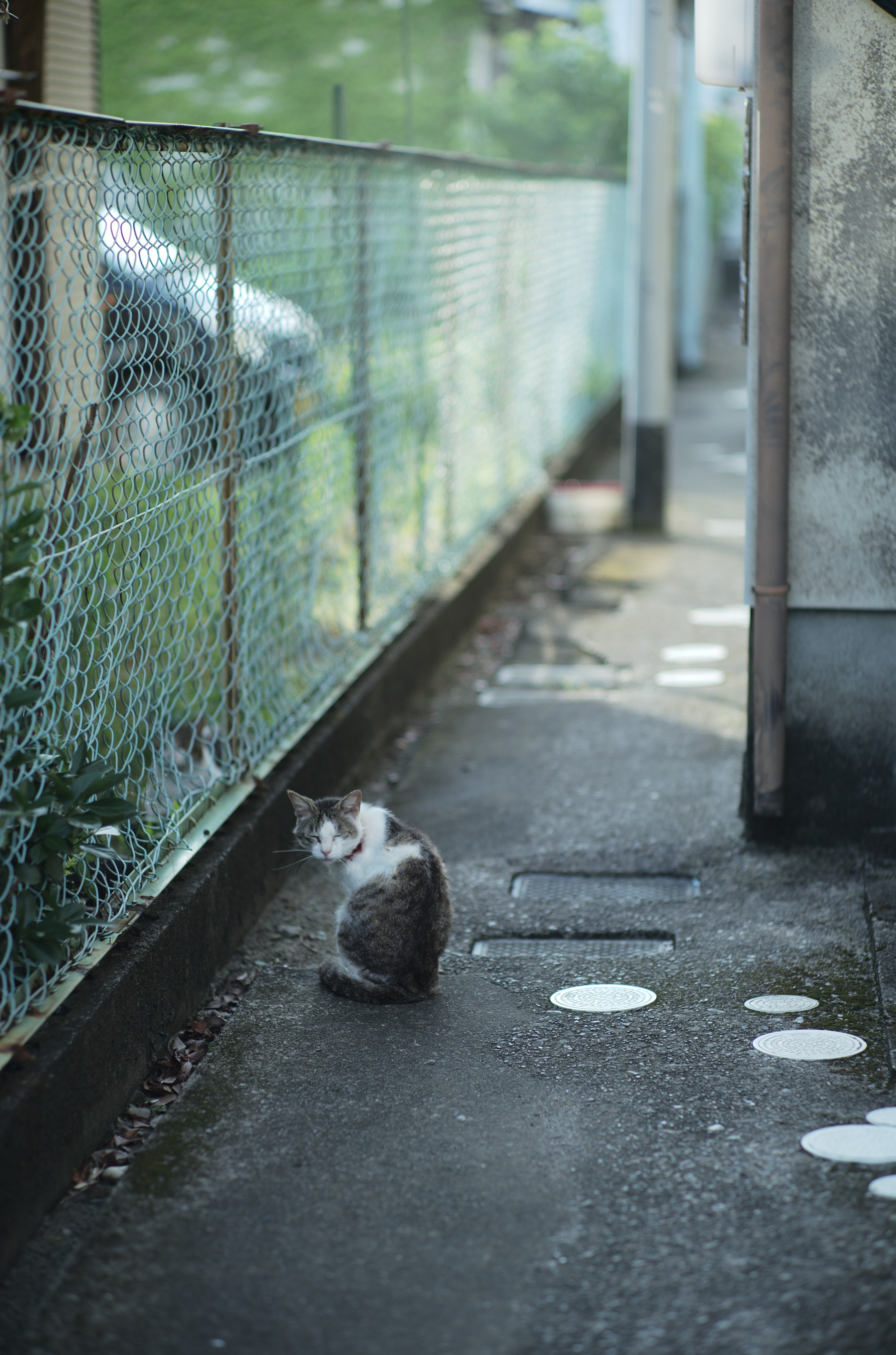 Summicron 90mm f2 3rdを改めて使ってみる｜nay